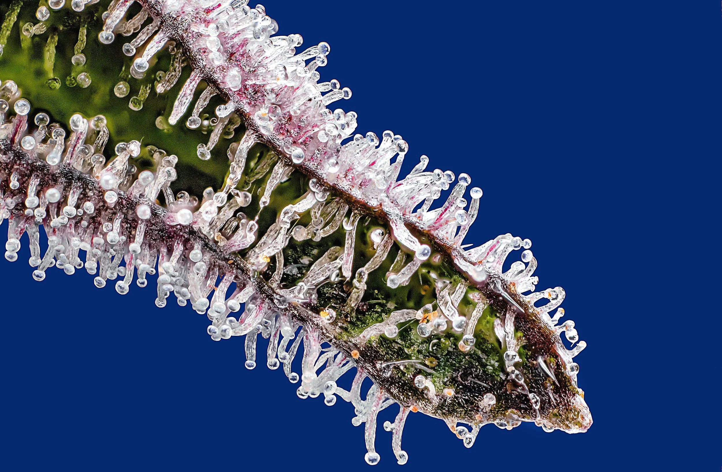 0390_0168_2022-08-30 21-14-06 (B,R8,S4).psd_SpiritualG.JPG.JPG