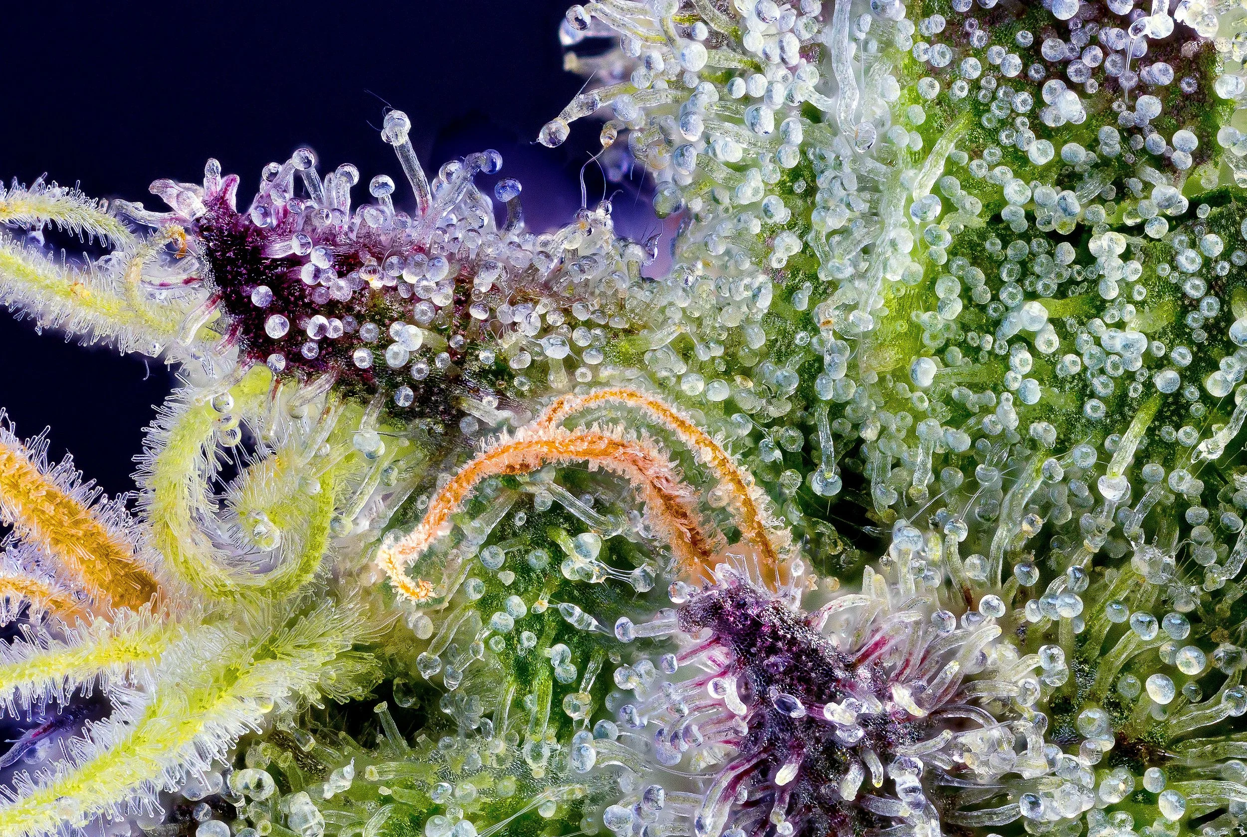 0355_0151_Sour Runtz_2024-10-09 22-25-44 (B,R8,S4).JPG.JPG