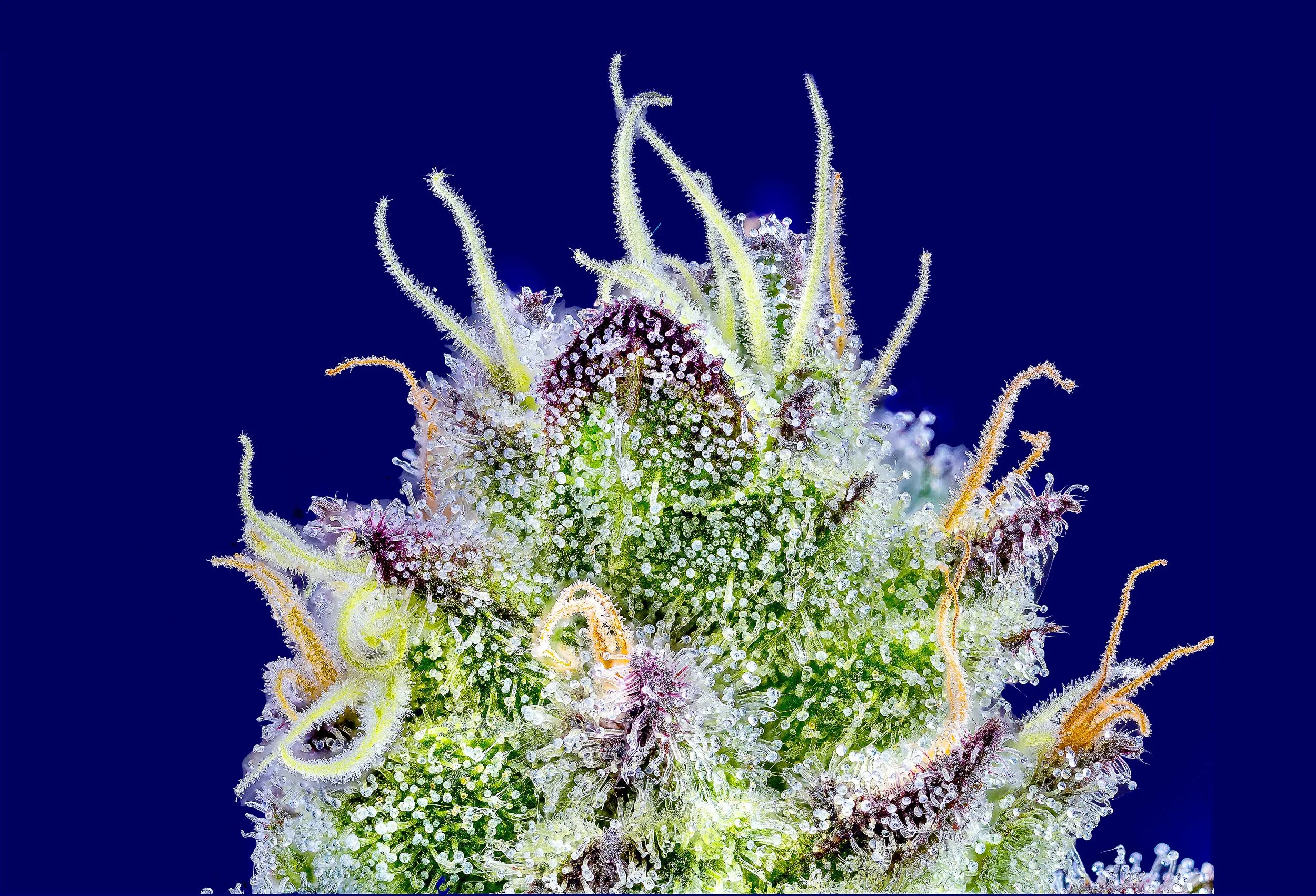 0354_0161_Sour Runtz_2024-10-09 17-38-48 (B,R8,S4).JPG.JPG