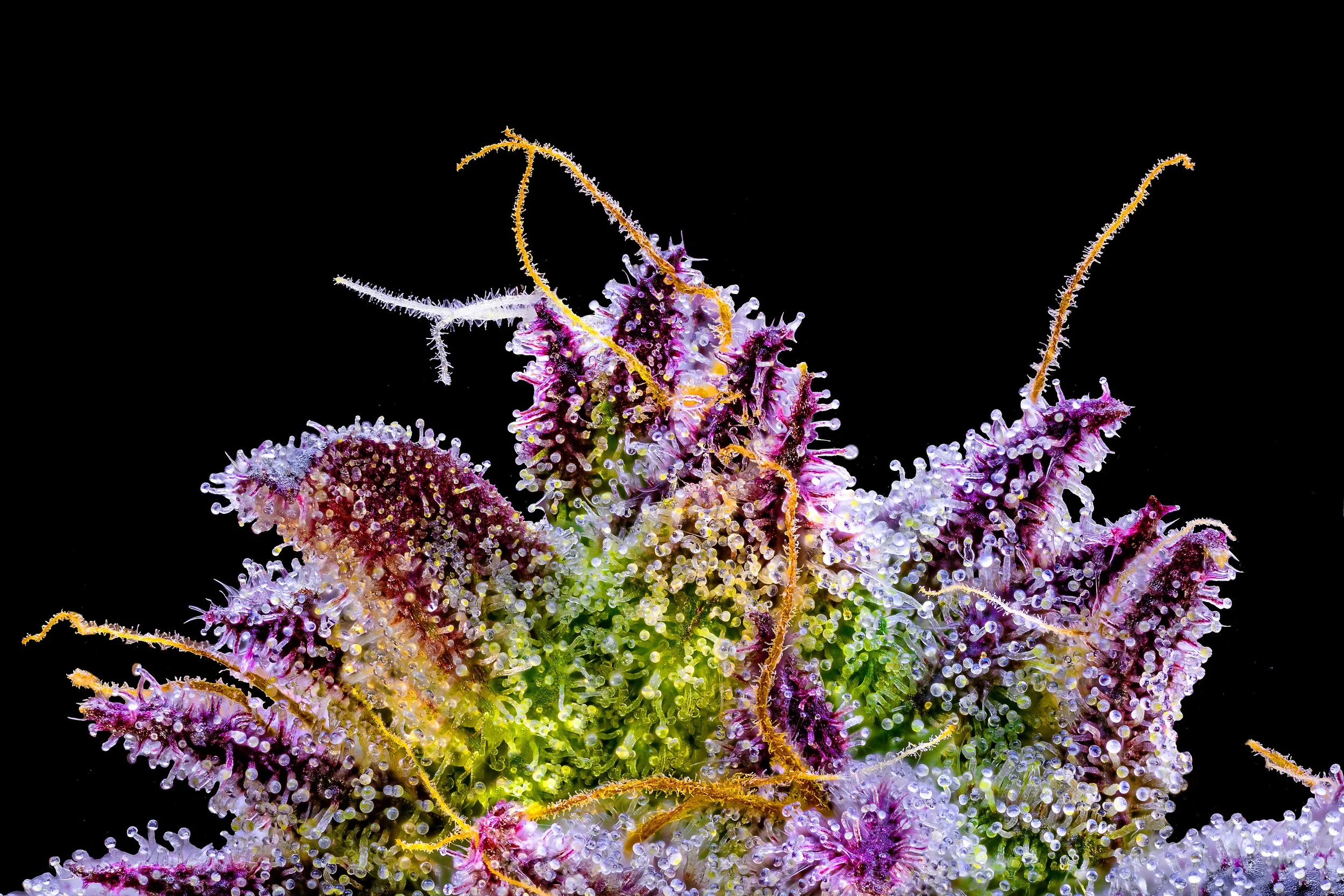 0375_0241_Zurp_2025-10-21 19-44-49 (A,R12,S4) copy.jpg.JPG