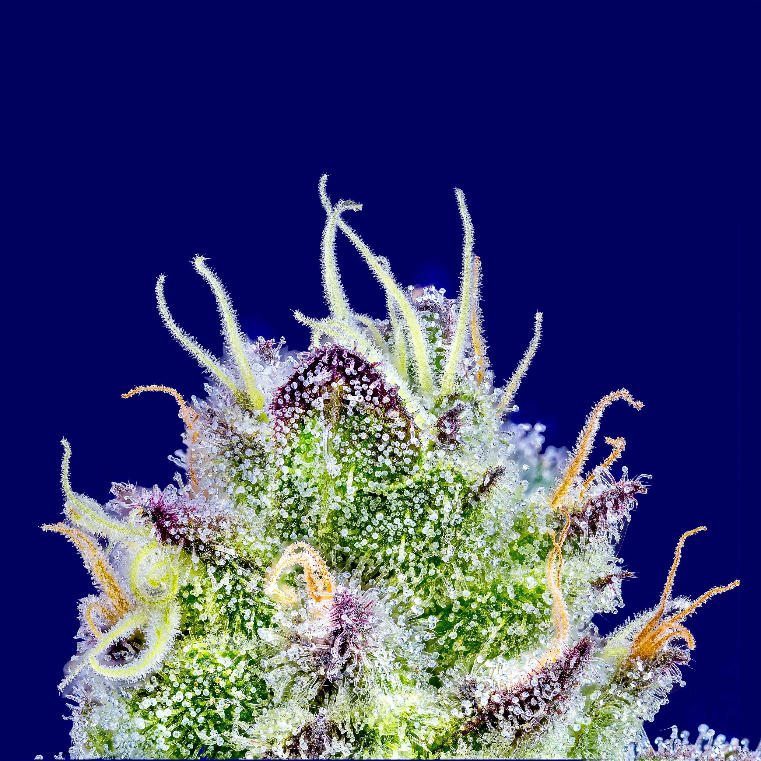 0162_Sour Runtz_2024-10-09 17-38-48 (B,R8,S4).tif.JPG