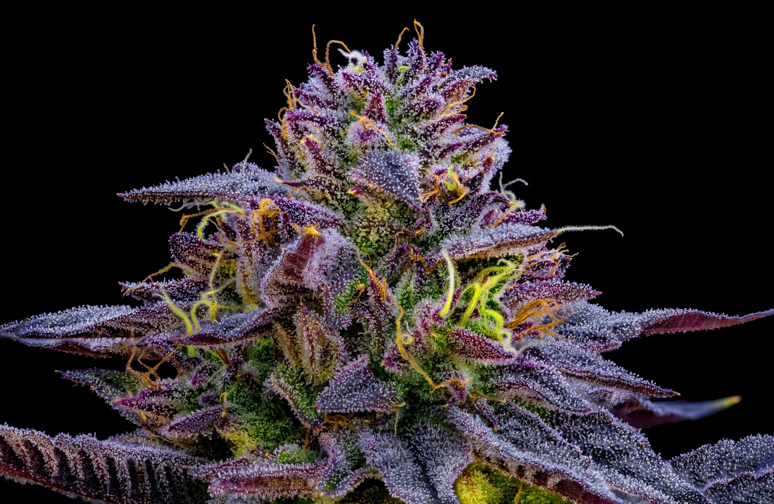 0423_0240_Zurp_2025-10-21 19-03-05 (A,R12,S4) copy.jpg.JPG