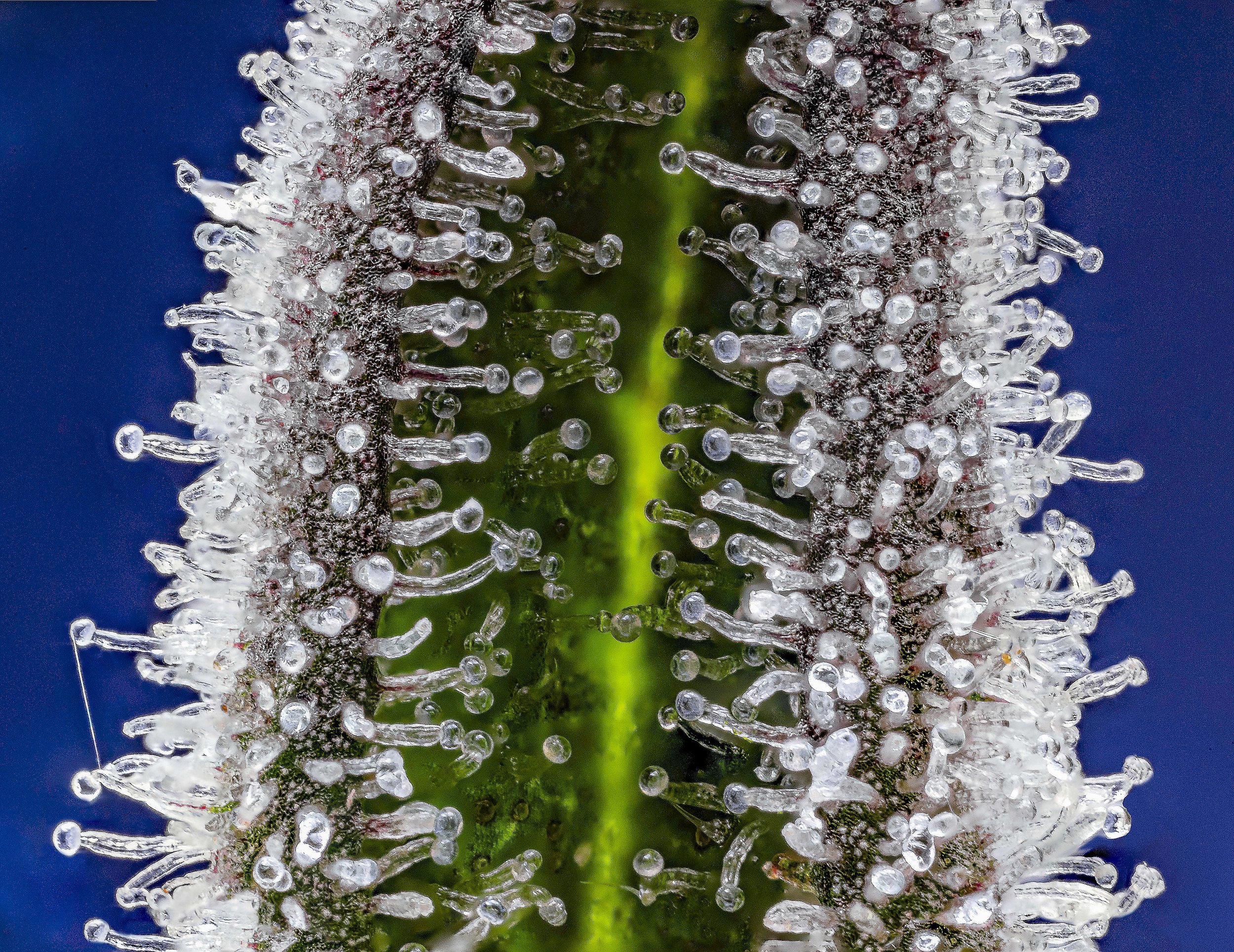 0351_0090_ 220829_Kaya Farms_0764 copy.psd_SpiritualG.JPG.JPG