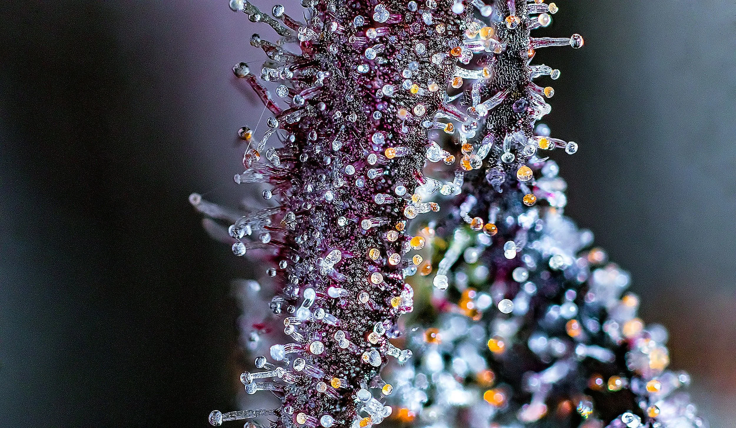 0367_0213_2022-09-01 23-43-57 (B,R8,S4).JPG.JPG