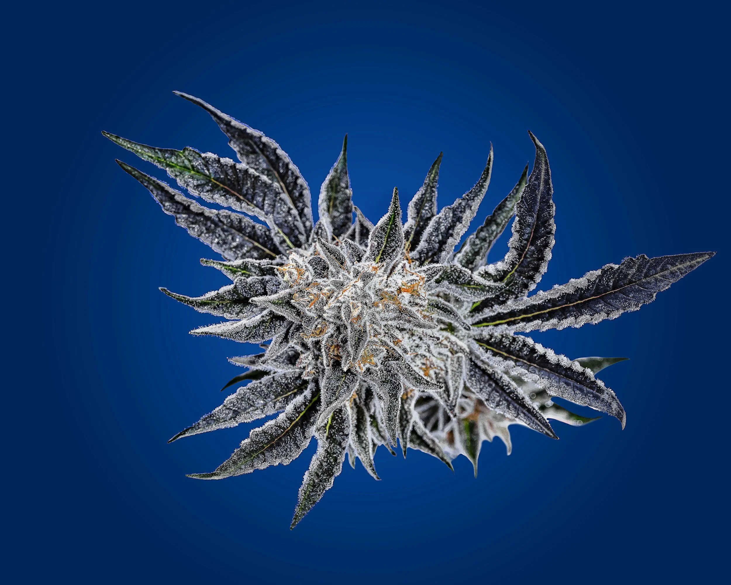 0352_0173_220829_Kaya Farms_0364_SpiritualG.JPG.JPG