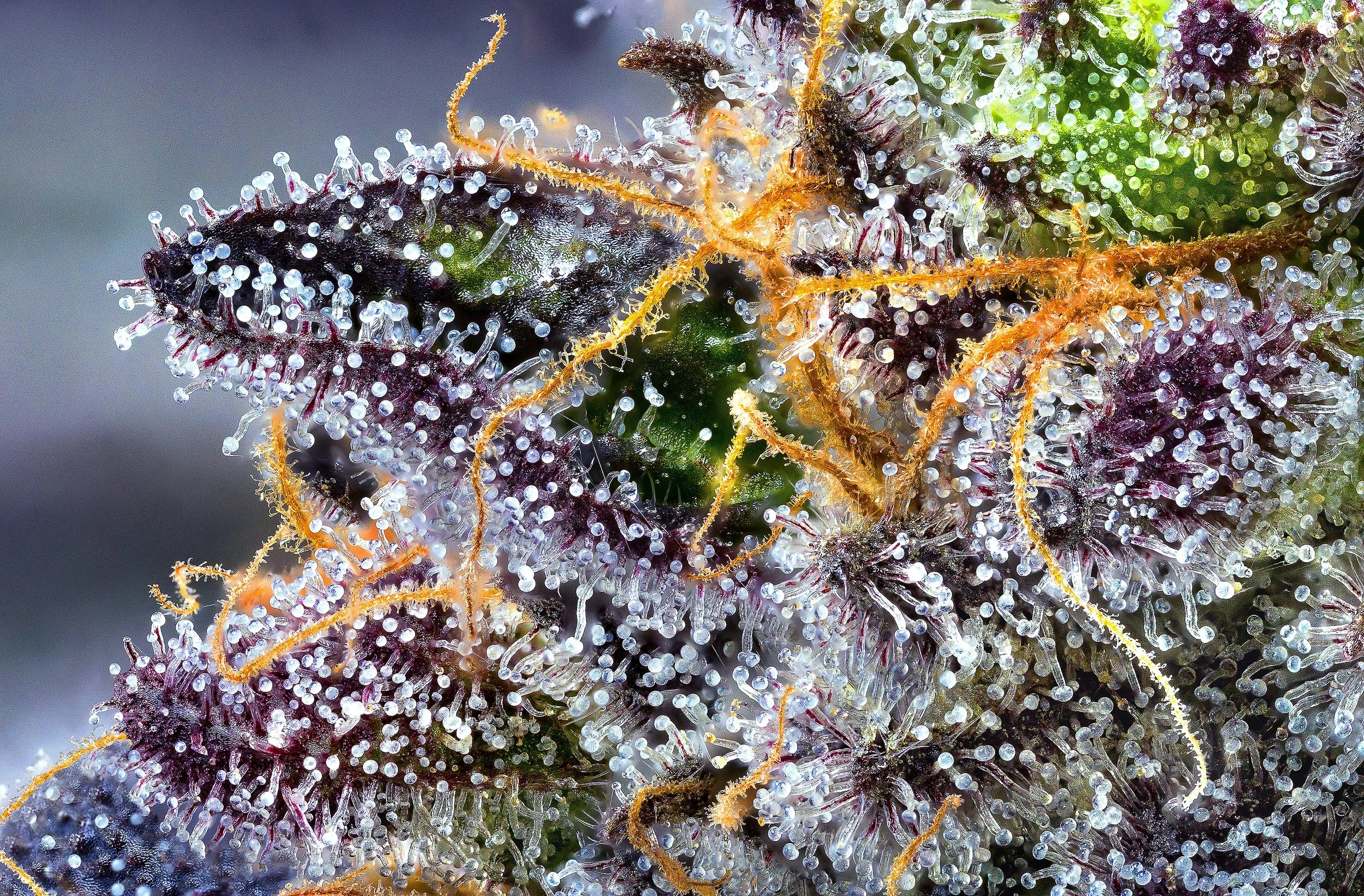 0393_0233_Unnamed_2024-10-09 16-39-22 (B,R8,S4).JPG.JPG