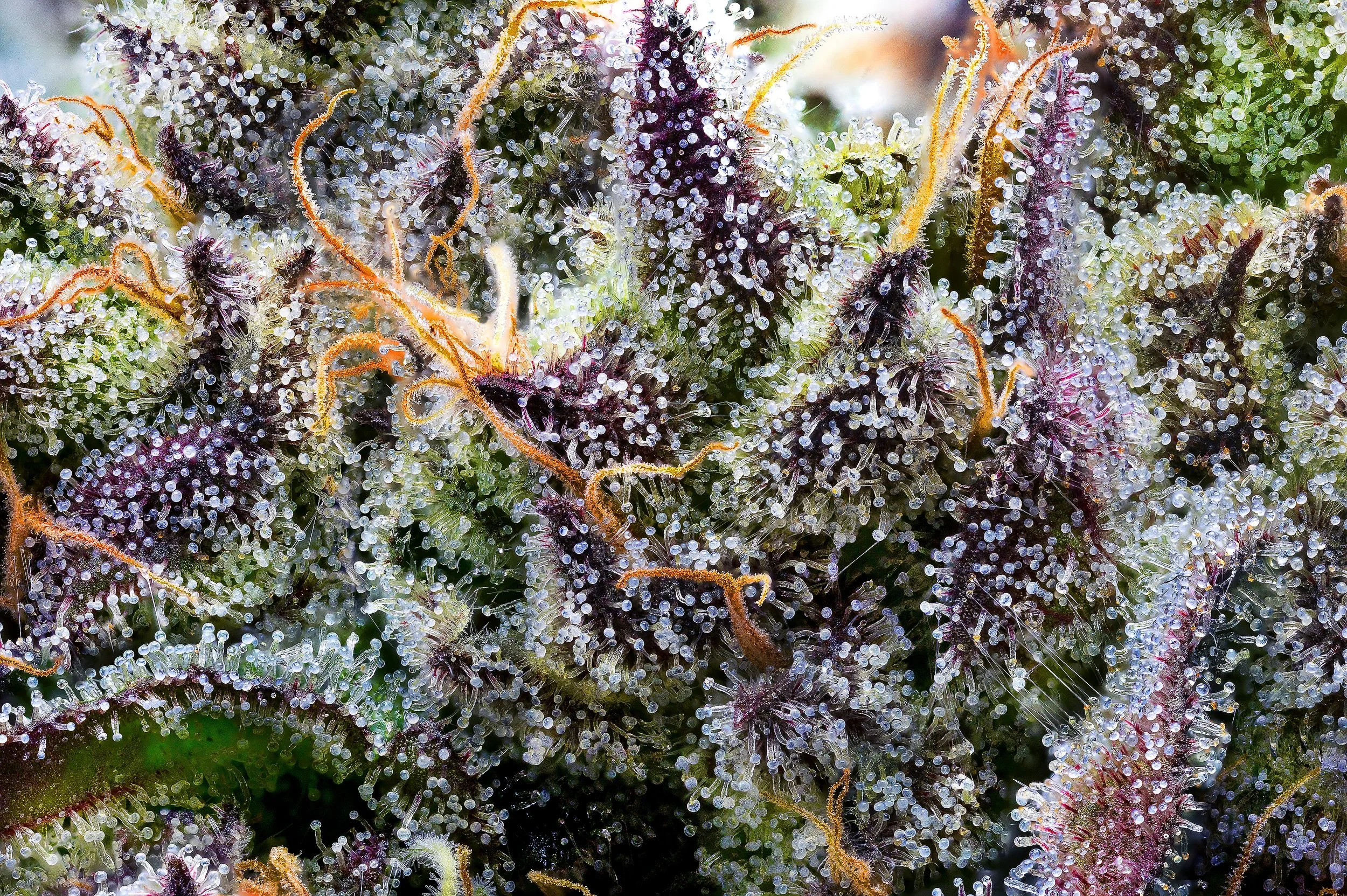 0402_0153_Sour Runtz_2024-10-09 22-40-20 (B,R8,S4).JPG.JPG