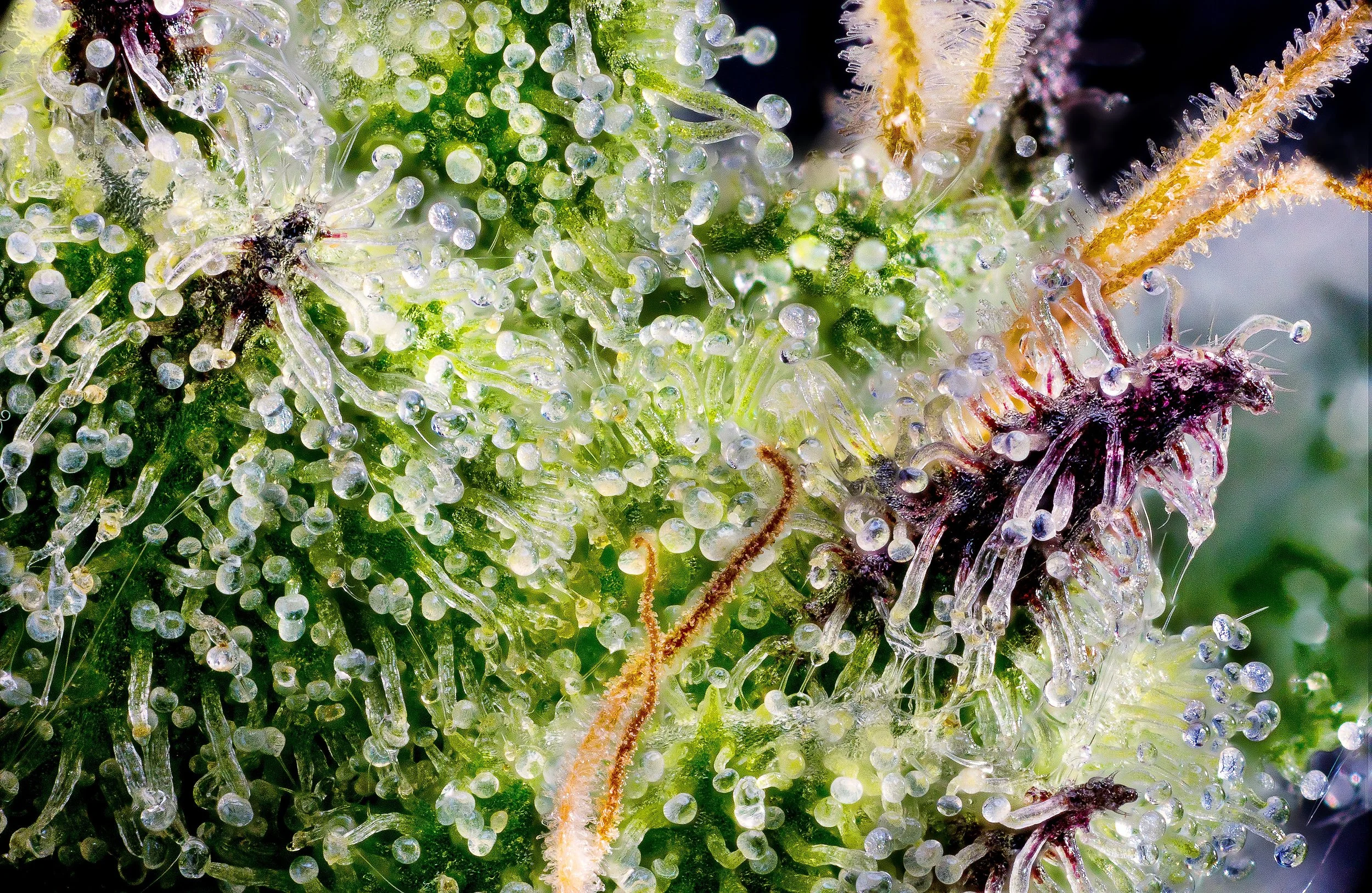 0399_0152_Sour Runtz_2024-10-09 22-28-43 (B,R8,S4).JPG.JPG