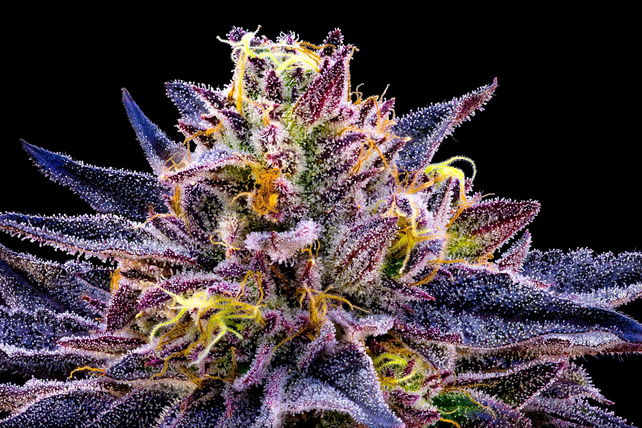 0385_0235_Zurp_2025-10-21 09-52-47 (A,R12,S4) copy.jpg.JPG