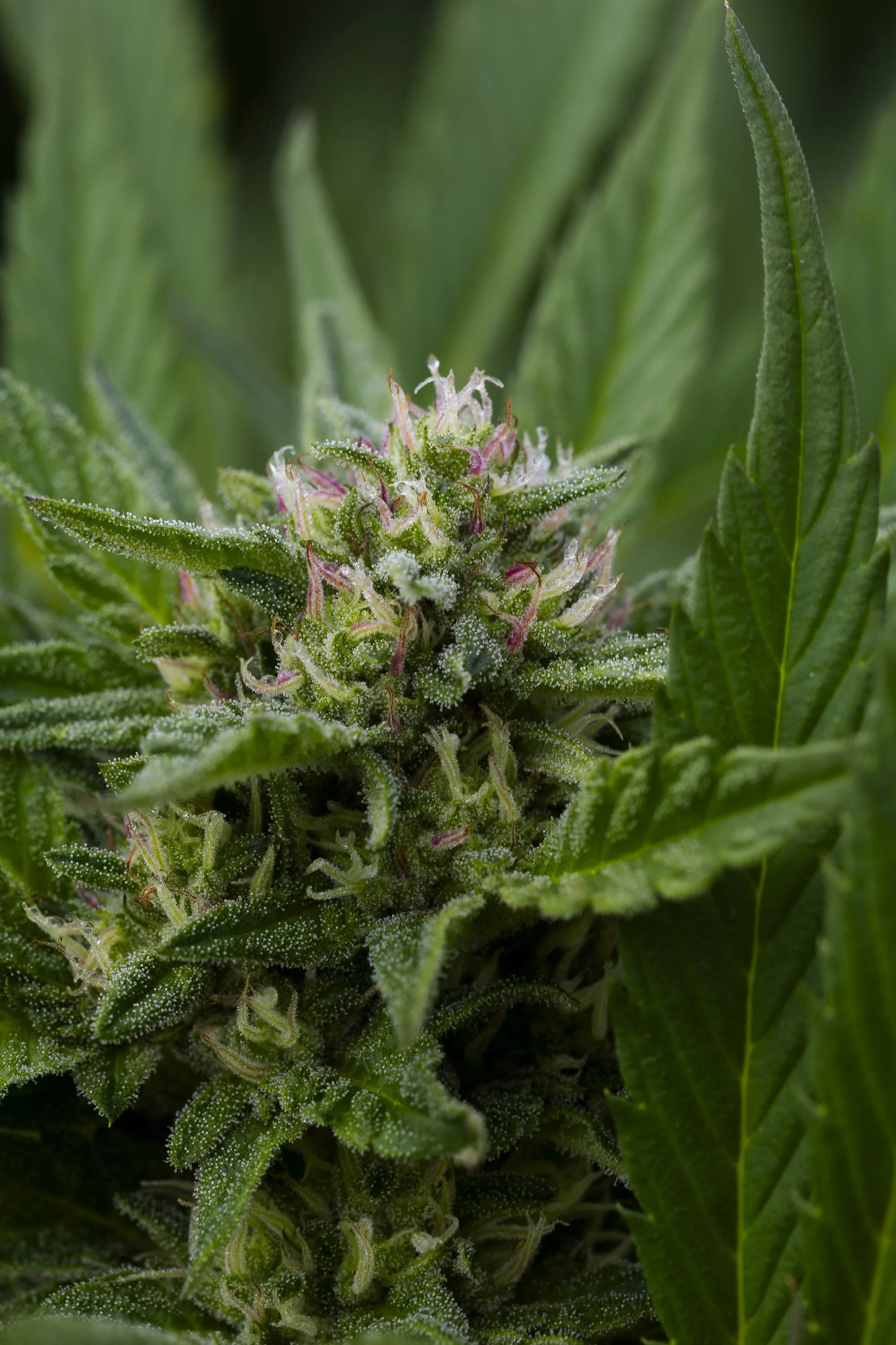 0127_250915_Motley Punch_6826.jpg