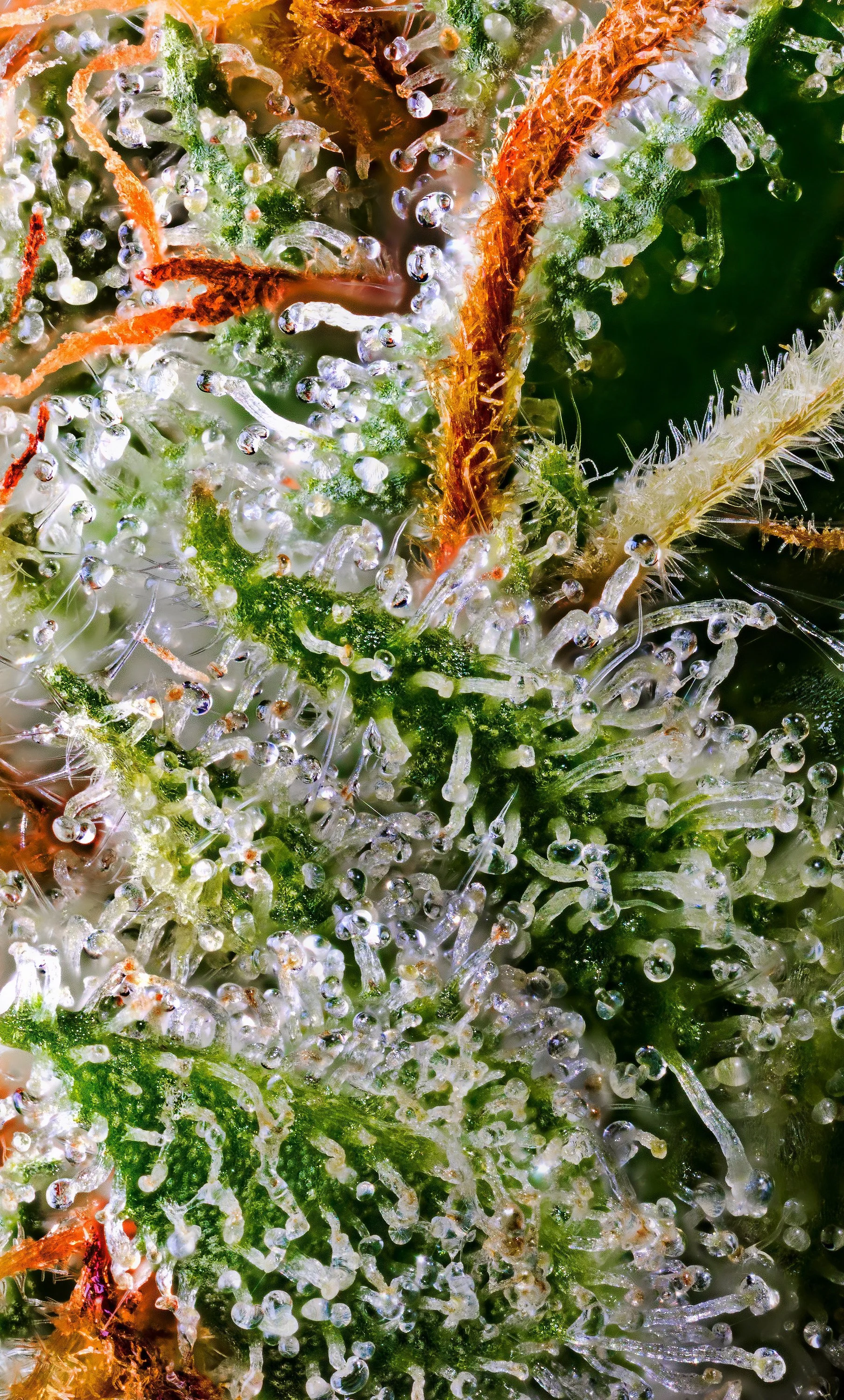 0396_0149_MWOG 2025-10-09 09-04-05 (A,R12,S4)-1 copy.JPG.JPG