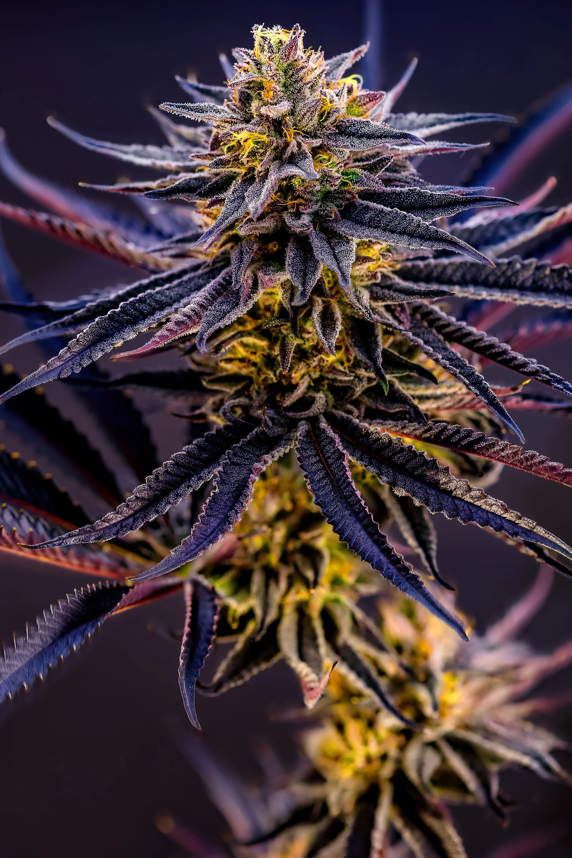 0417_0234_Zurp_2025-10-21 08-52-17 (A,R12,S4) copy.jpg.JPG