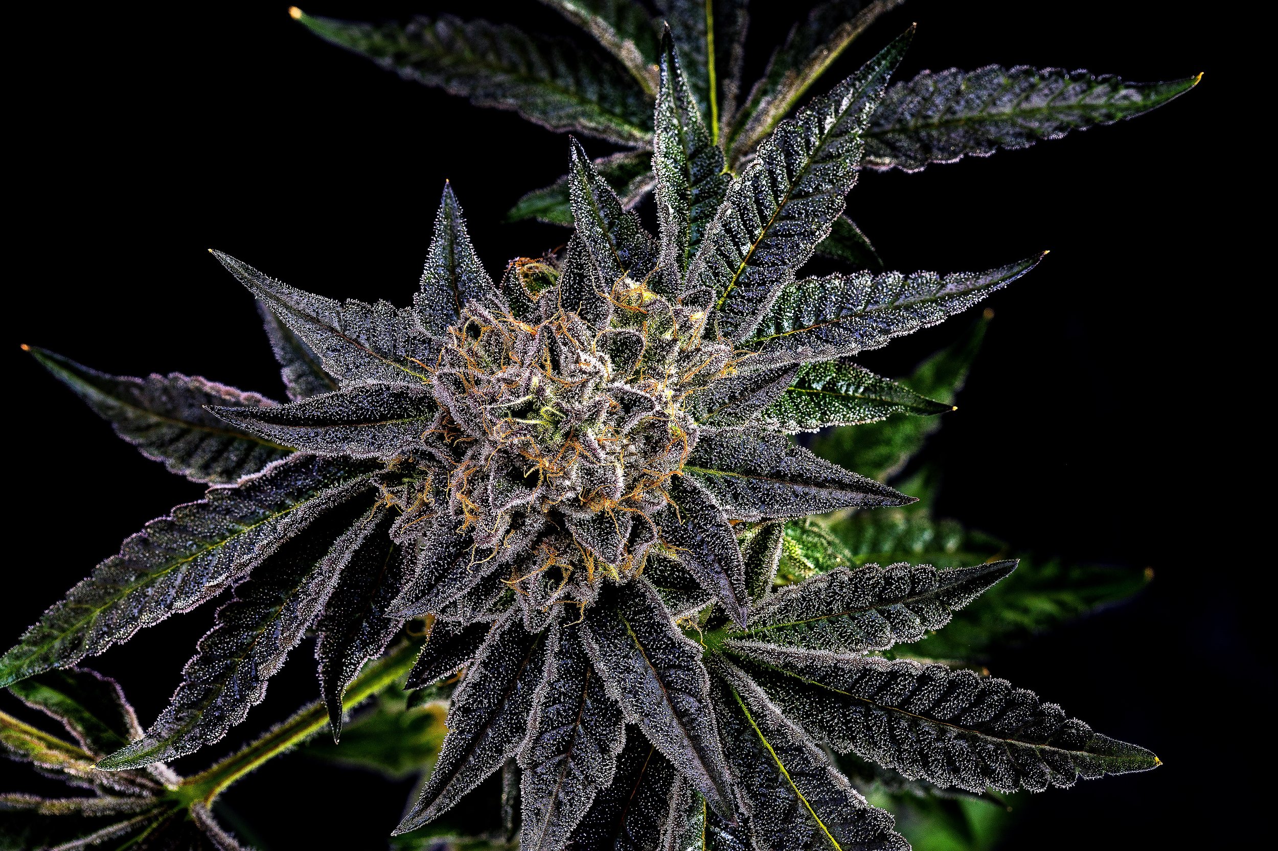 0394_0231_Unnamed_2024-10-09 00-23-32 (B,R8,S4).JPG.JPG