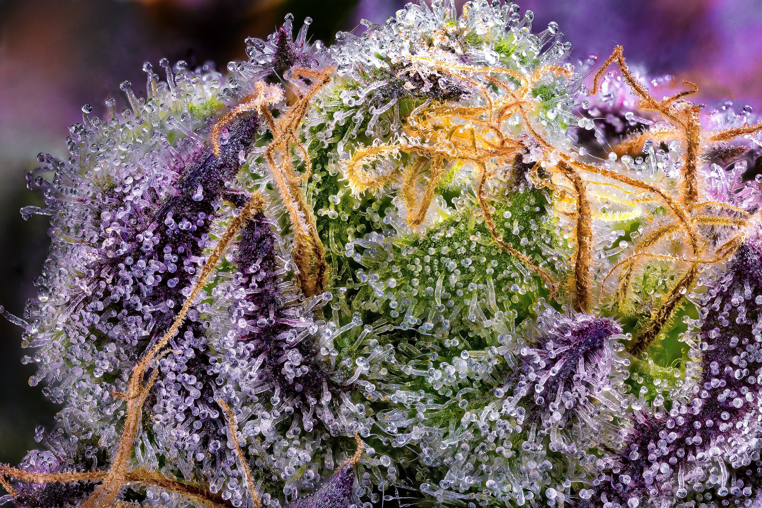 0384_0228_Smacks_2024-10-09 23-01-57 (B,R8,S4).JPG.JPG