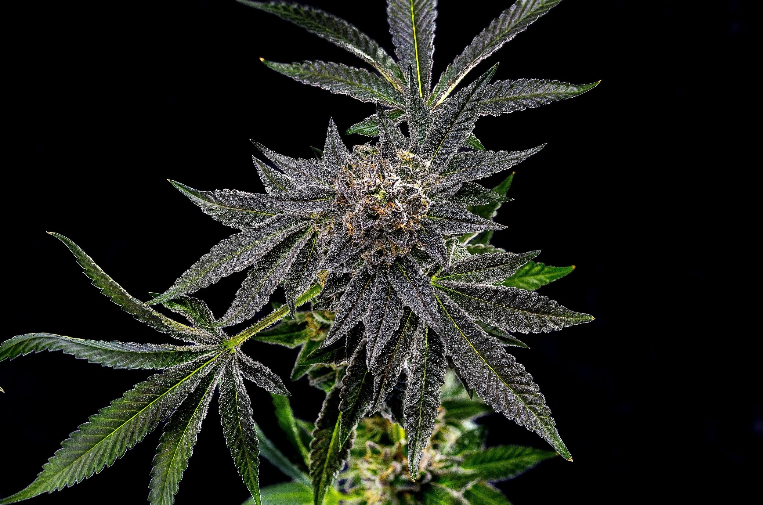 0388_0232_Unnamed_2024-10-09 00-24-34 (B,R8,S4).JPG.JPG