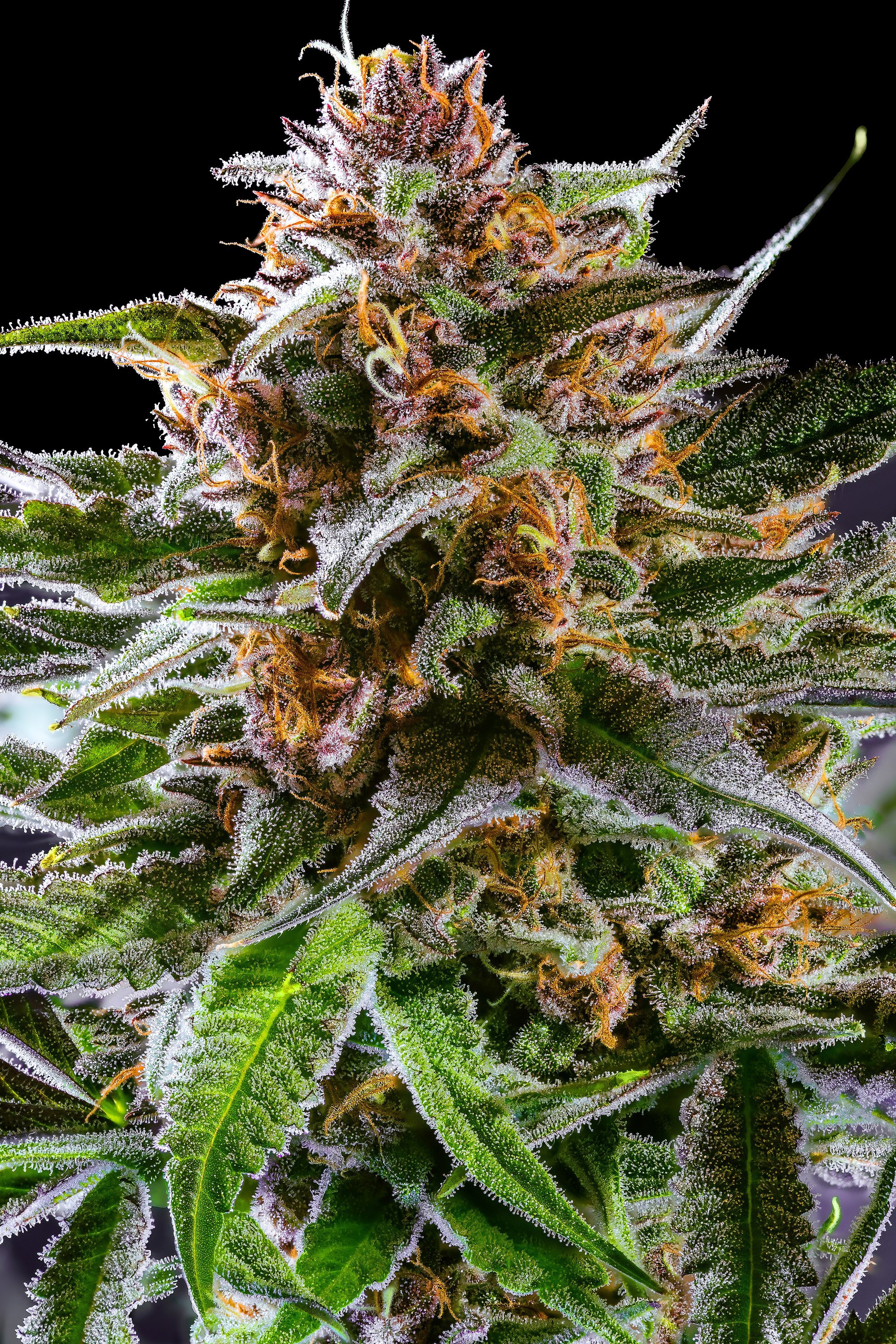 0391_0138_GT 2025-10-07 13-40-42 (A,R12,S4)-1 copy.JPG.JPG