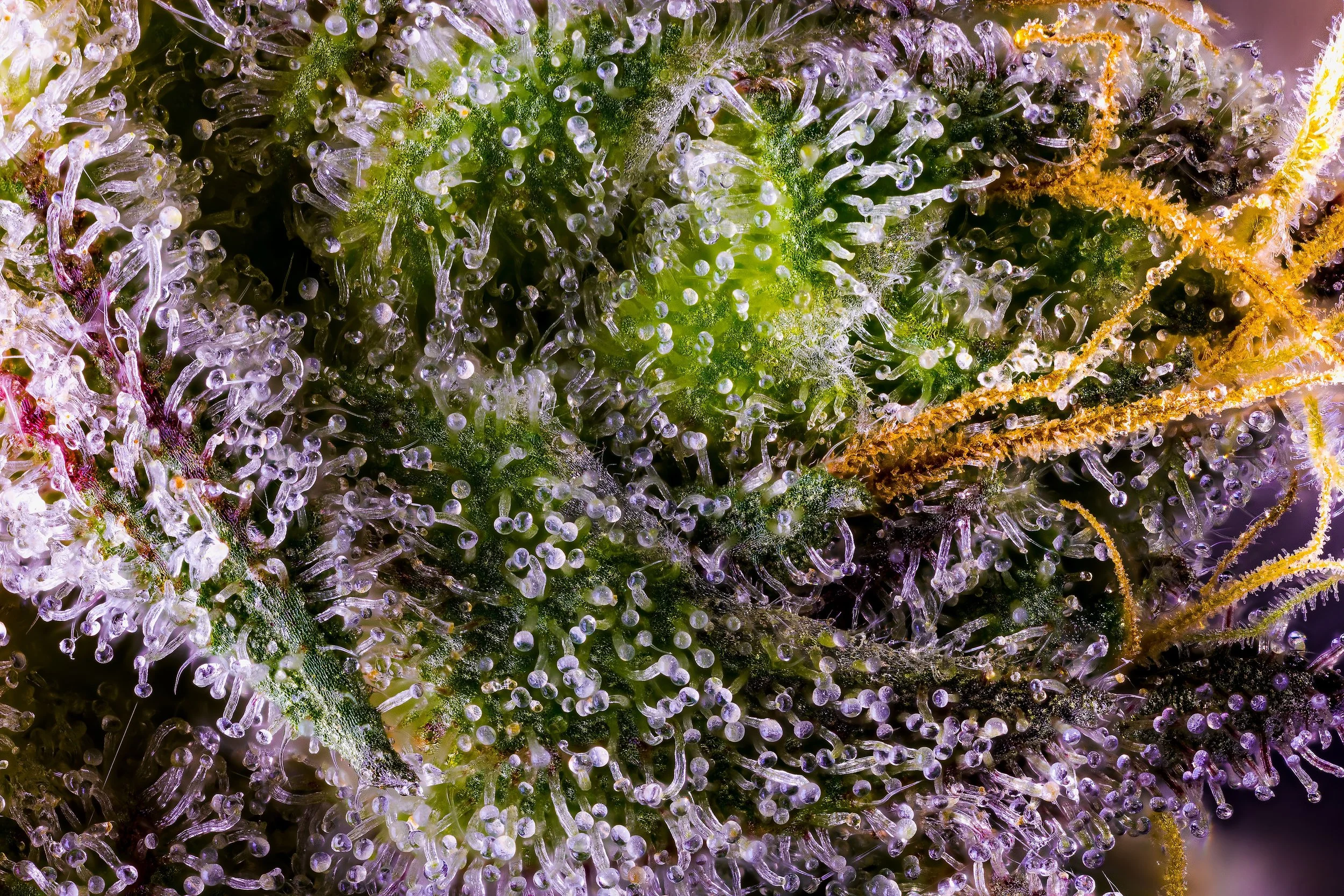 0405_0156_SourD 2025-10-08 19-41-21 (A,R12,S4)-1.JPG.JPG