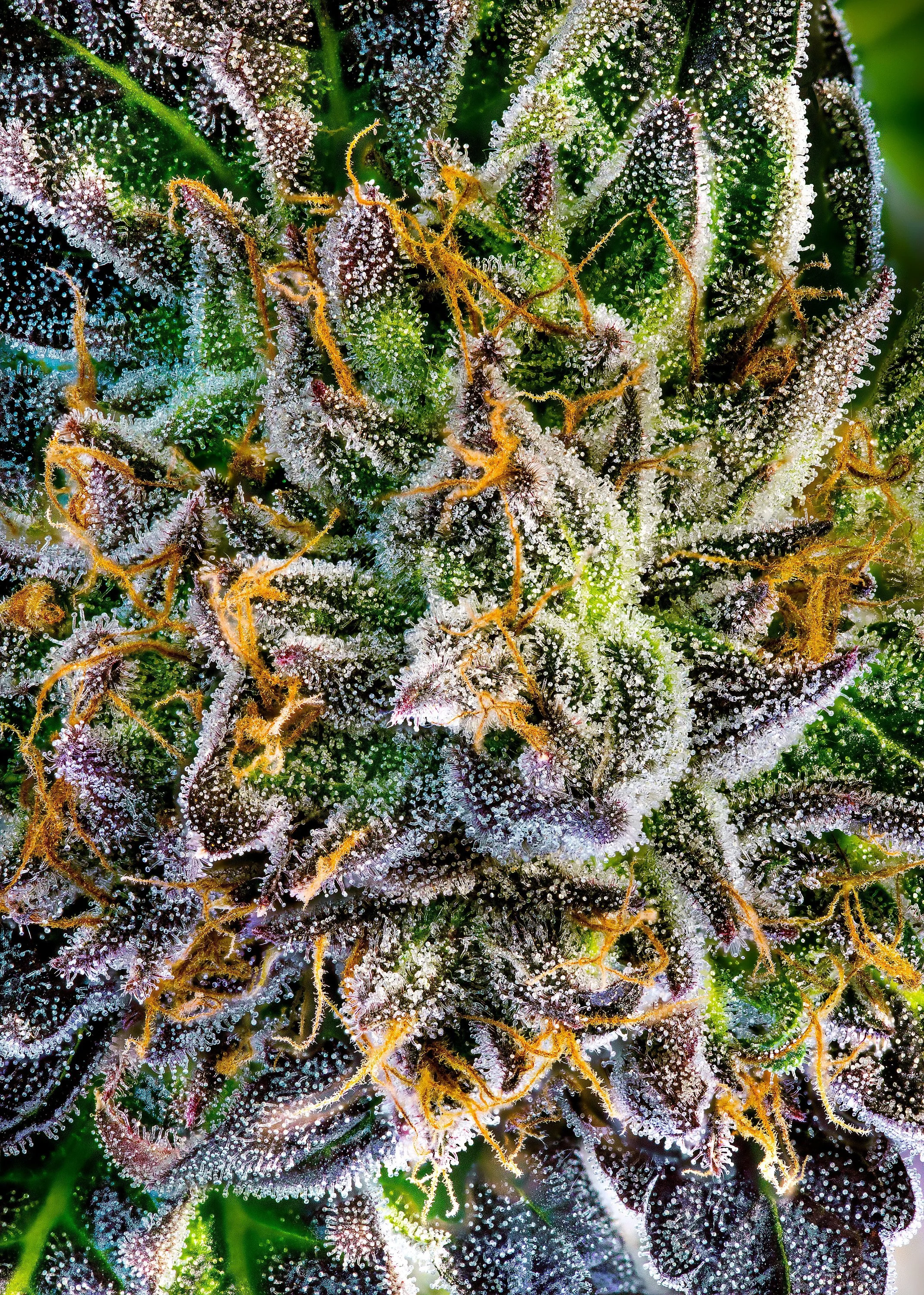 0382_0143_GT18 2025-10-07 00-26-13 (A,R12,S4)-1 copy.JPG.JPG