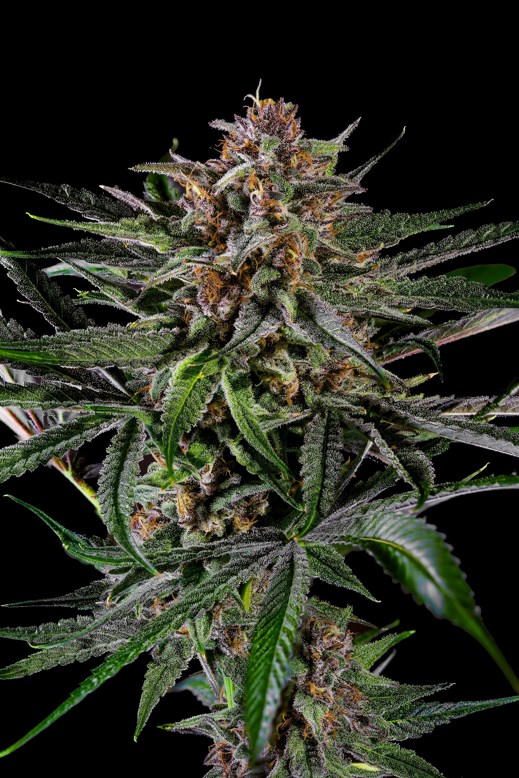 0397_0137_GT 2025-10-07 12-44-59 (A,R12,S4)-1 copy.JPG.JPG