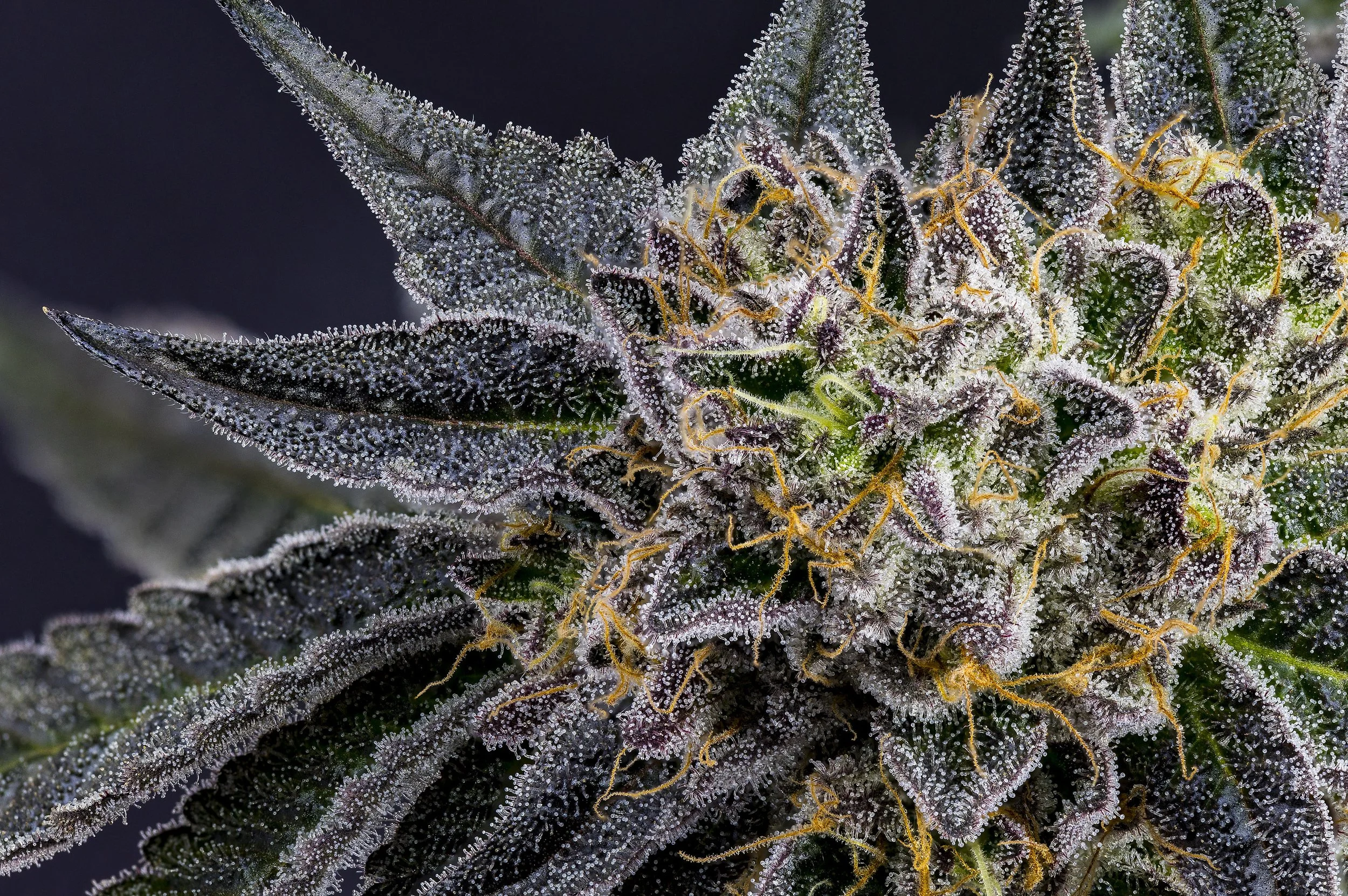 0262_2024-10-09 00-12-31 (B,R8,S4).jpg