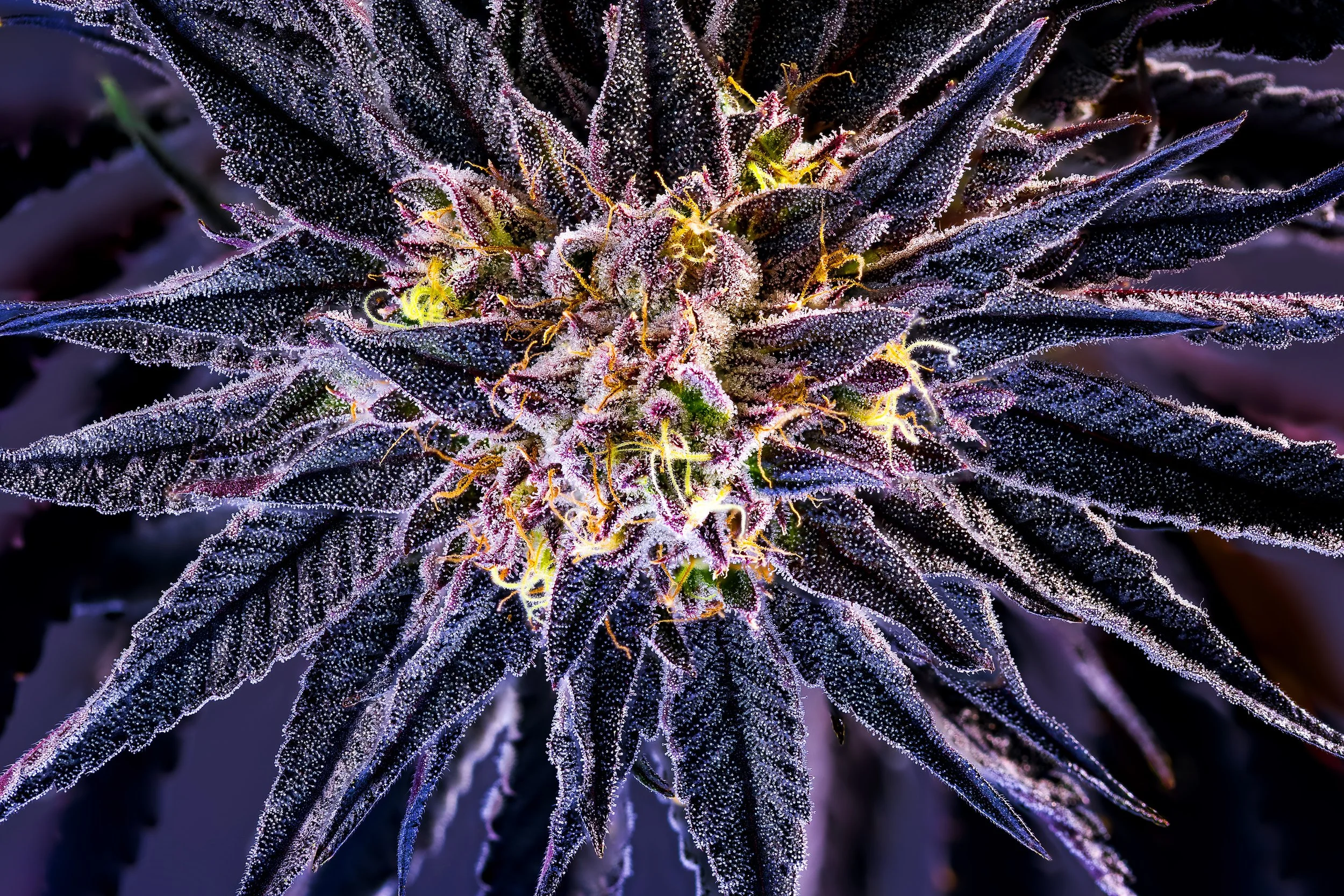 0419_0236_Zurp_2025-10-21 10-14-02 (A,R12,S4) copy.jpg.JPG