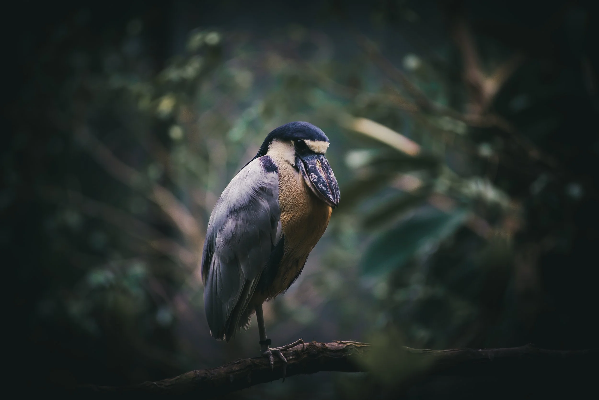 A jabiru stork perched on a branch in a dense forest.