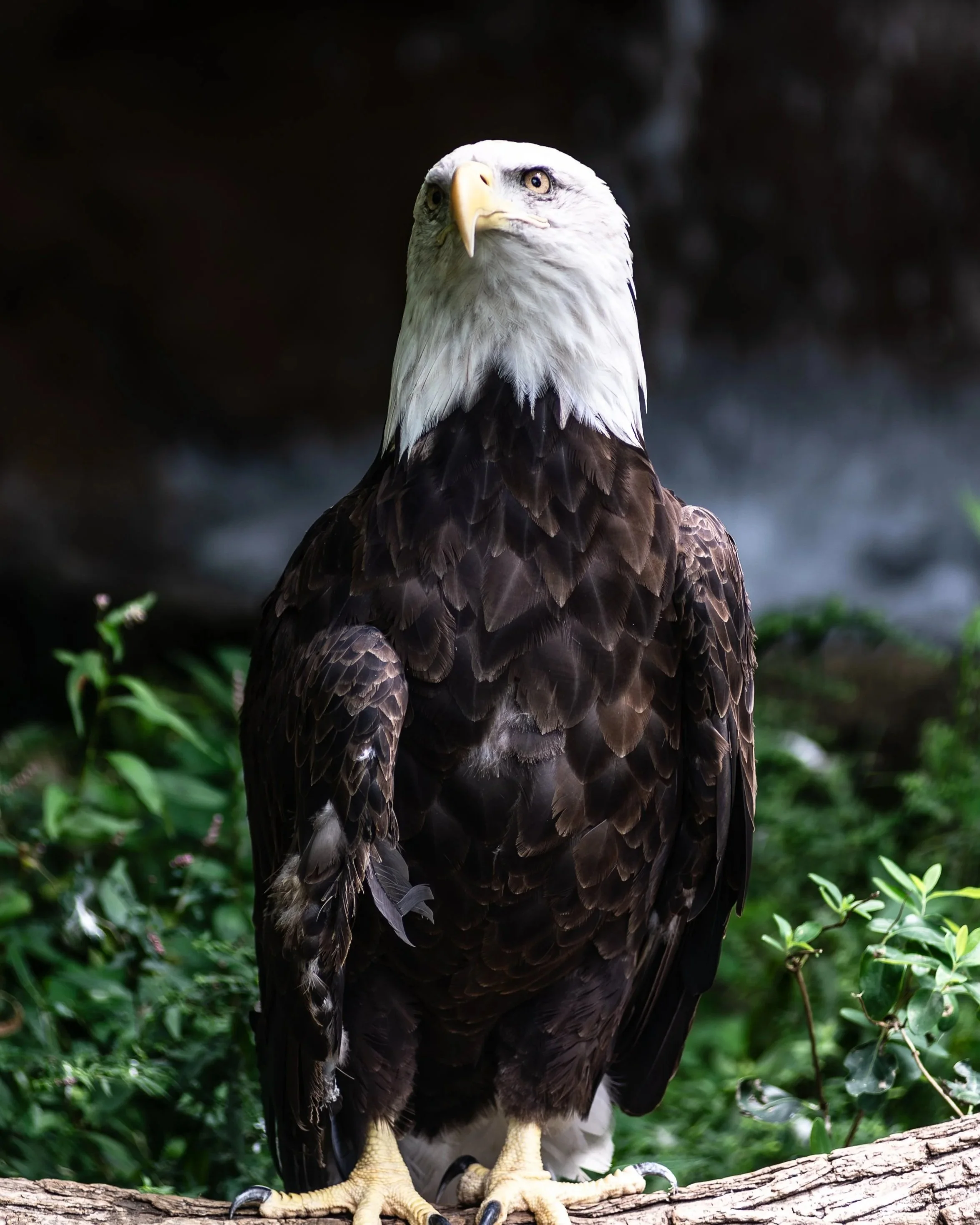 A bald eagle perched on a log with green foliage in the background.
