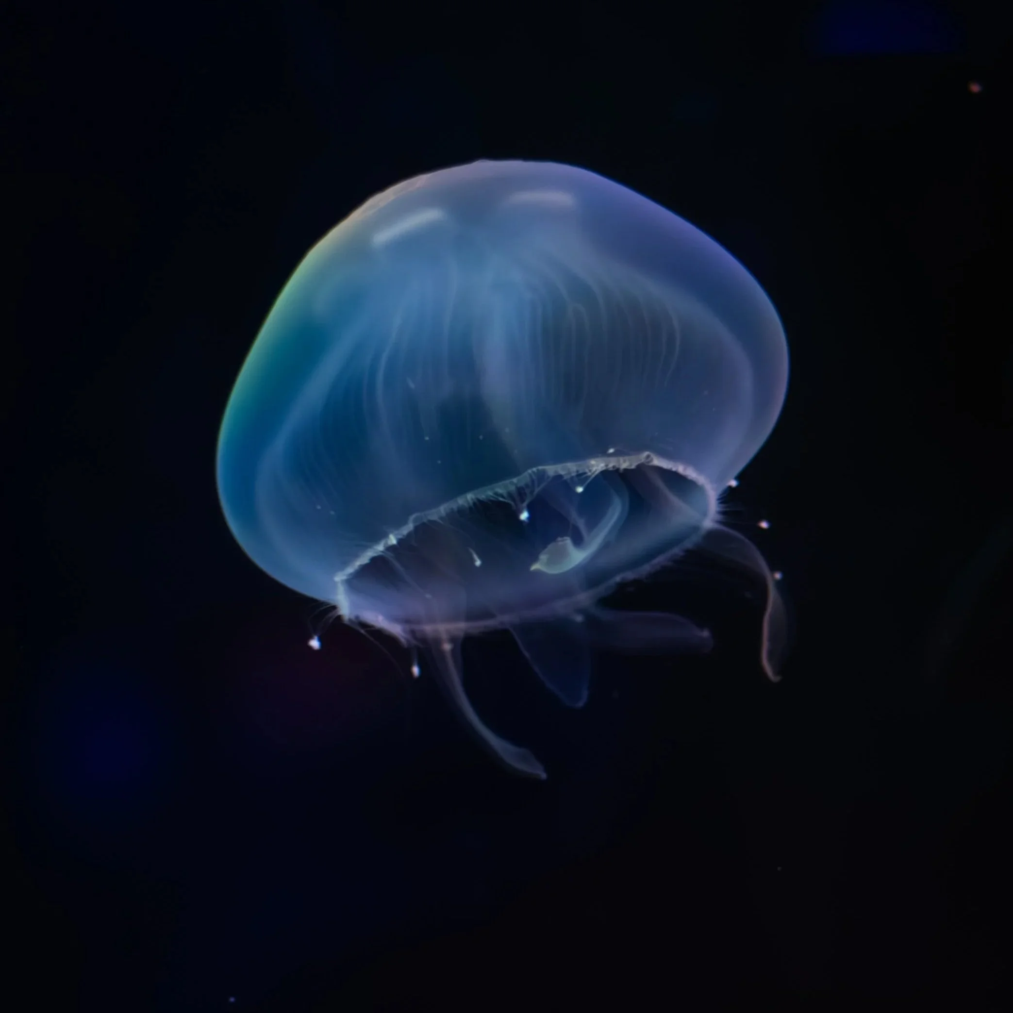 A glowing moon jellyfish floating in dark water with a transparent bell-shaped body.