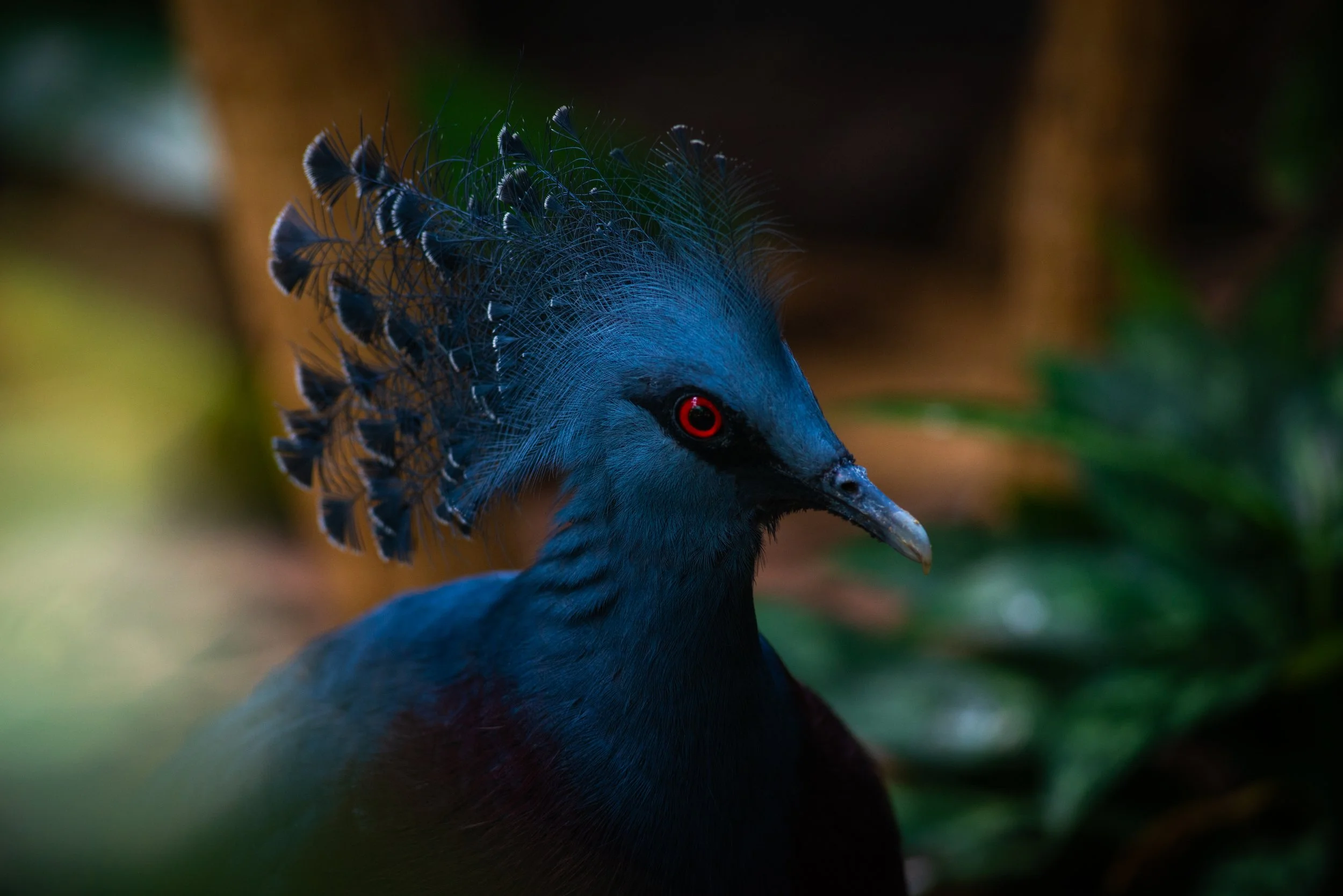 A close-up of a bird with dark blue feathers, a crown of elaborate, feathered plumes on its head, and bright red eyes, standing in natural surroundings.