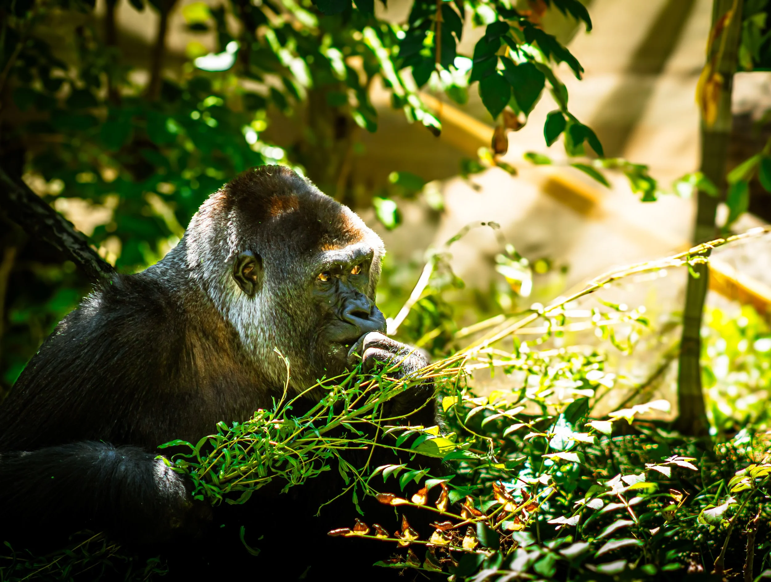 A gorilla eating green foliage in a lush jungle environment with sunlight filtering through the leaves.