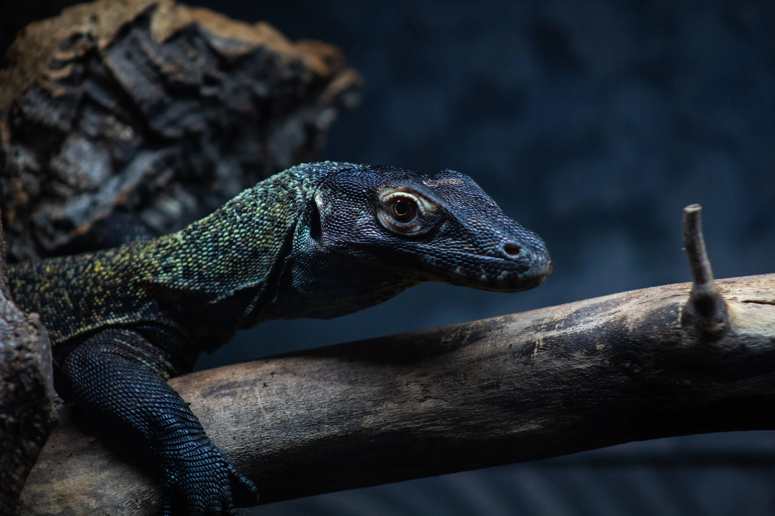 Close-up of a black and green lizard with detailed scales resting on a branch.
