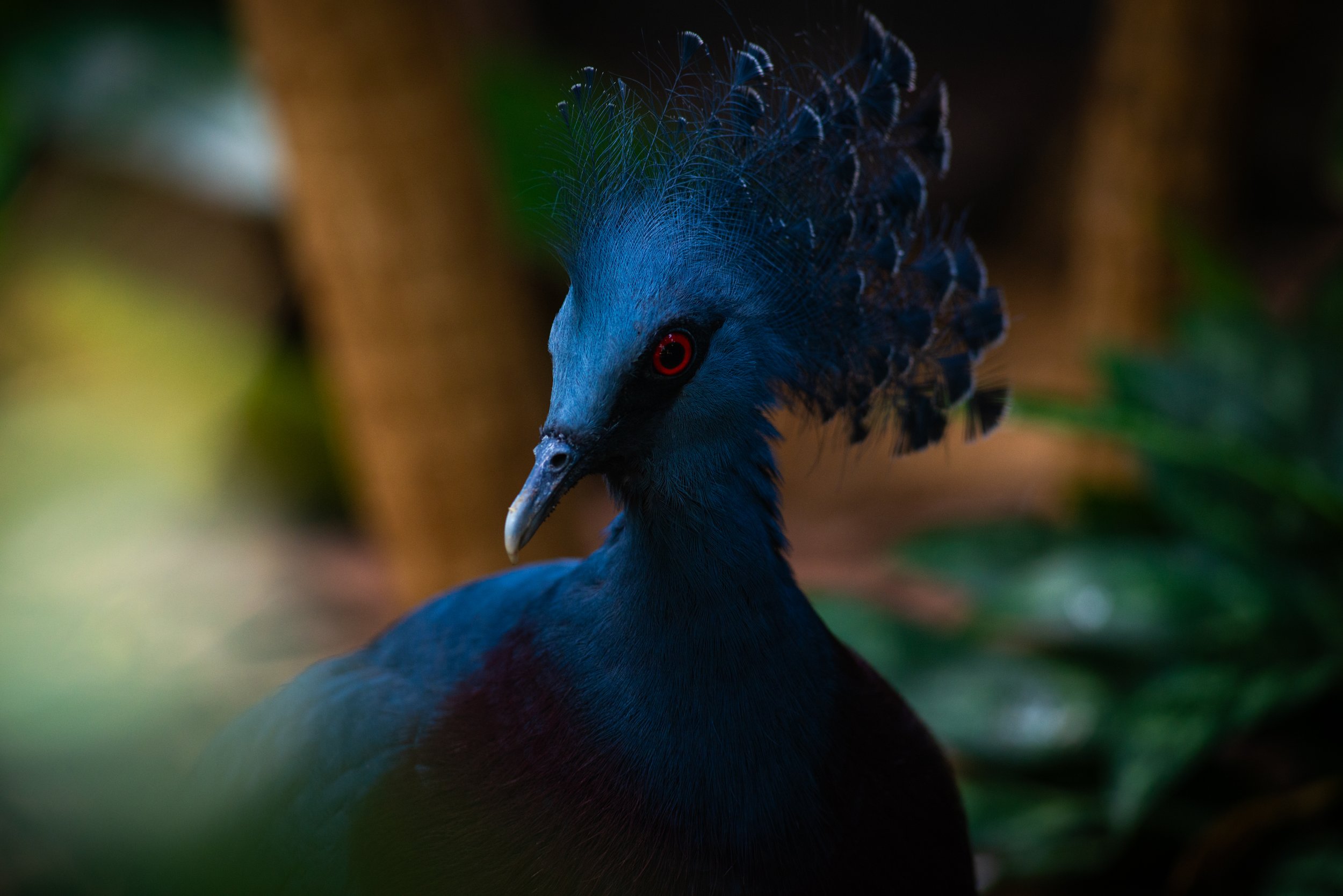 Close-up of a vibrant blue bird with red eyes and a crest of feathers, set against a blurred natural background.