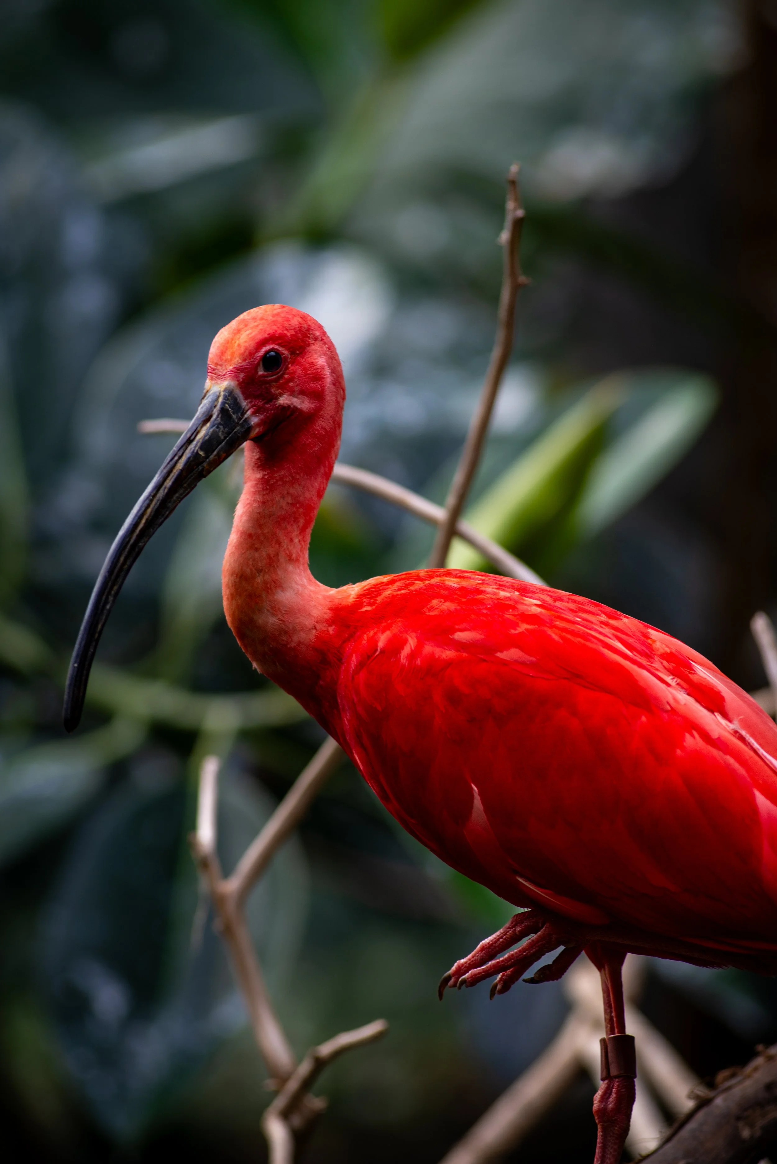 A red ibis bird perched on a branch with green foliage in the background.