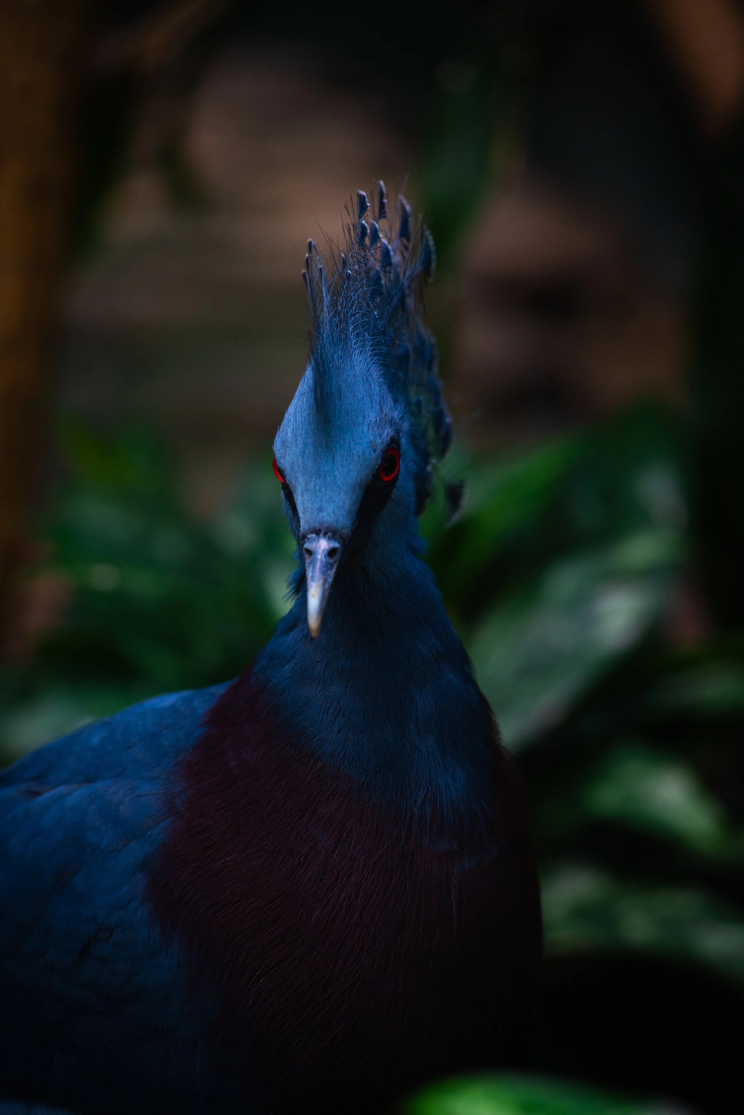 A close-up of a bird with a striking crest, dark blue and black feathers, and bright red eyes, surrounded by green foliage.