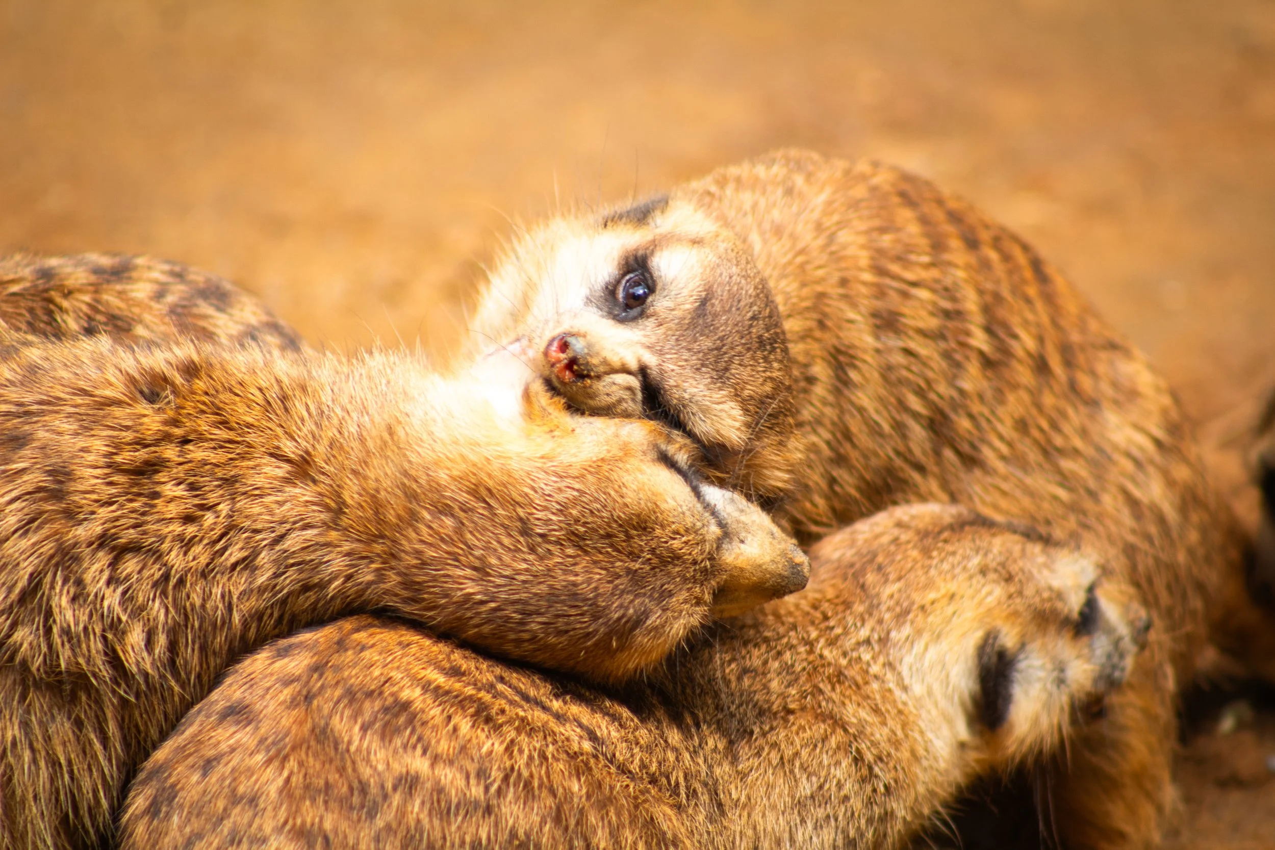 A group of meerkats huddled together on the ground, one meerkat appears to be grooming another.