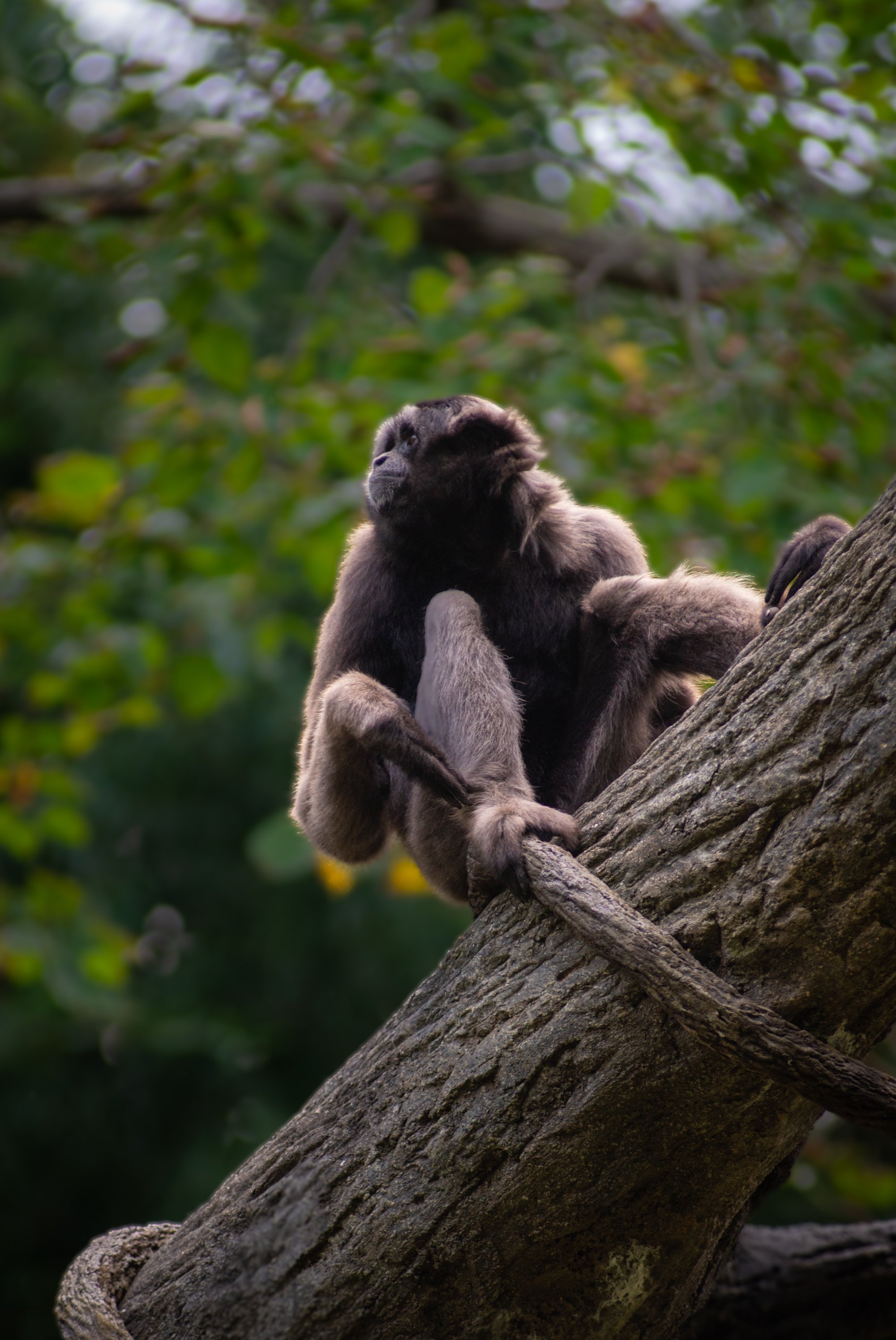 A gorilla sitting on a tree branch in a forested area.