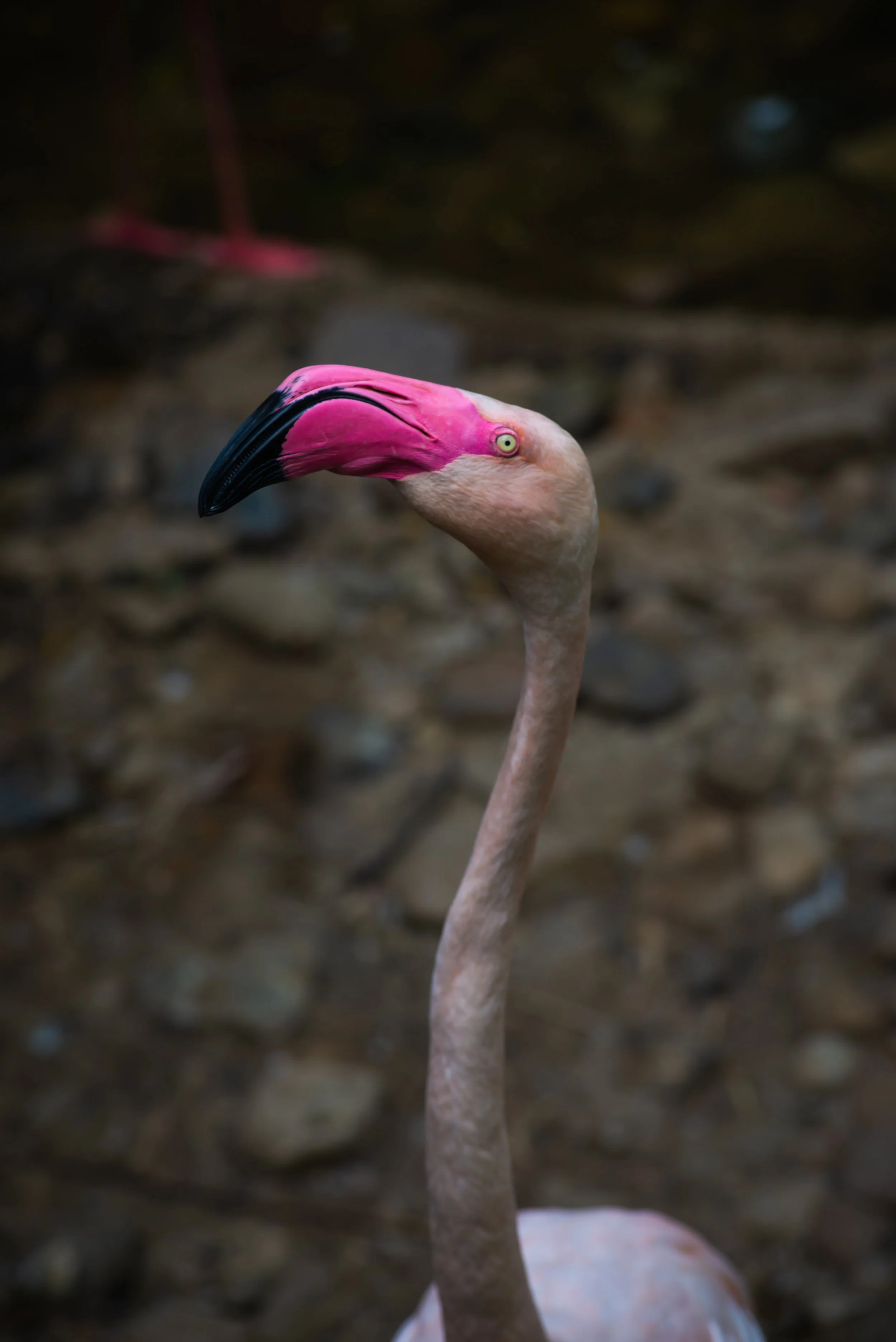 Close-up of a flamingo with a pink and black beak and pale pink feathers, standing on a rocky ground.