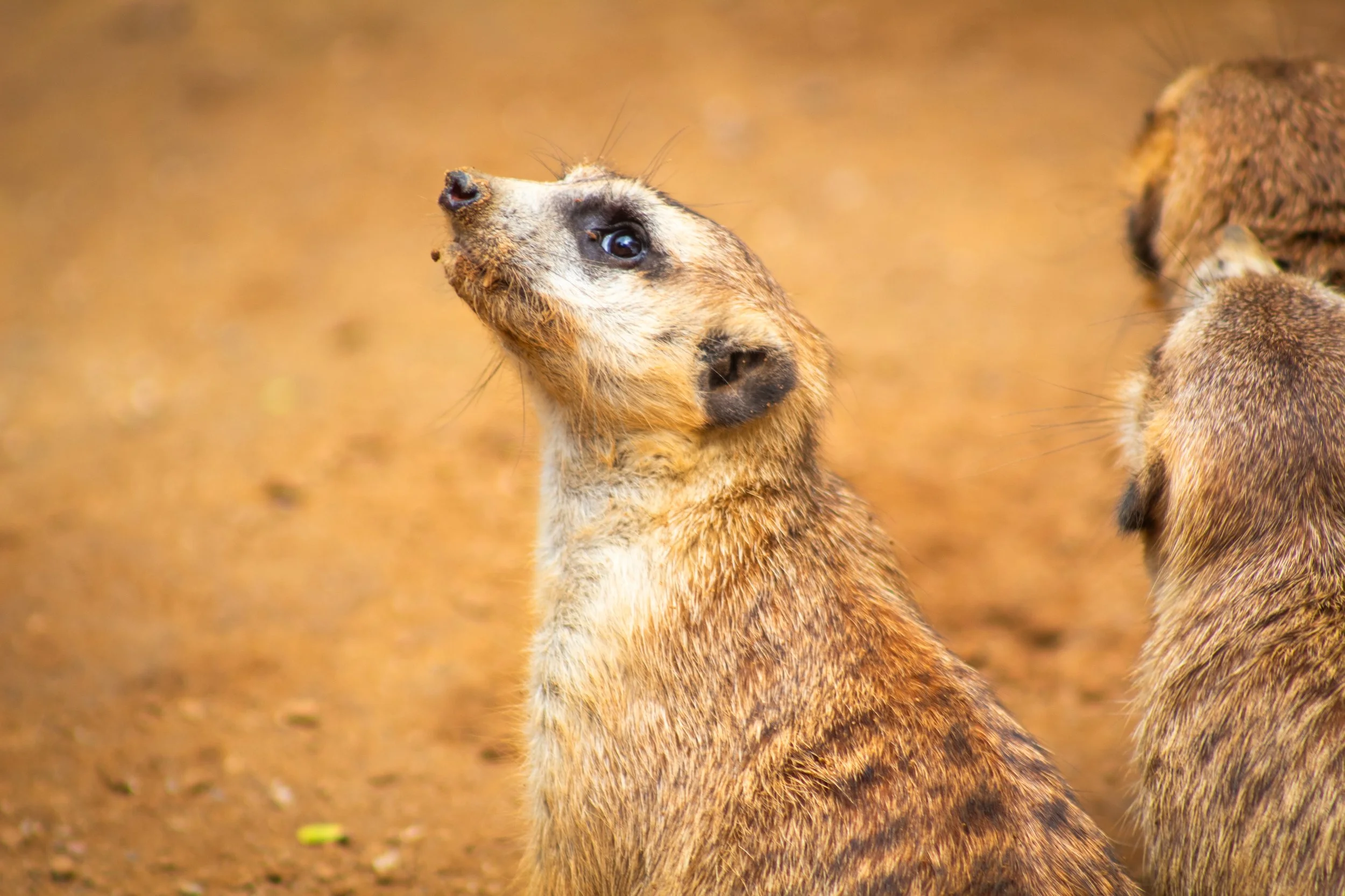 A close-up of a group of meerkats, with one meerkat looking upwards against a sandy background.