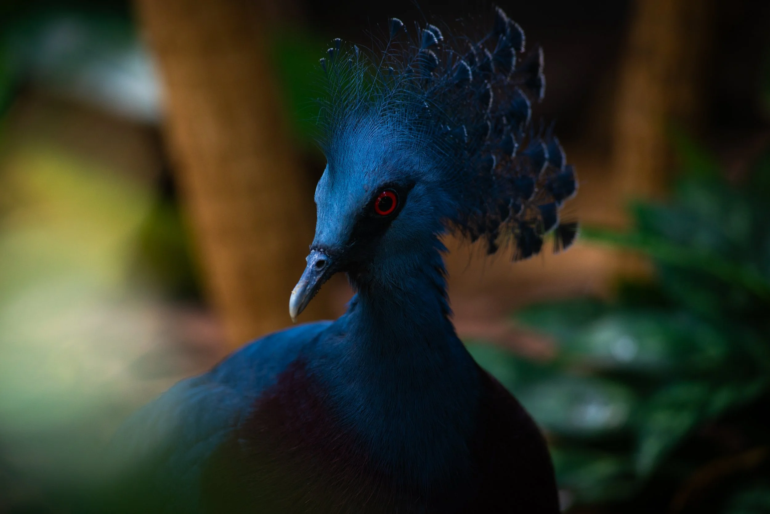 A close-up of a bird with dark blue and black feathers, a crest of feathers on its head, and red eyes in a natural environment.