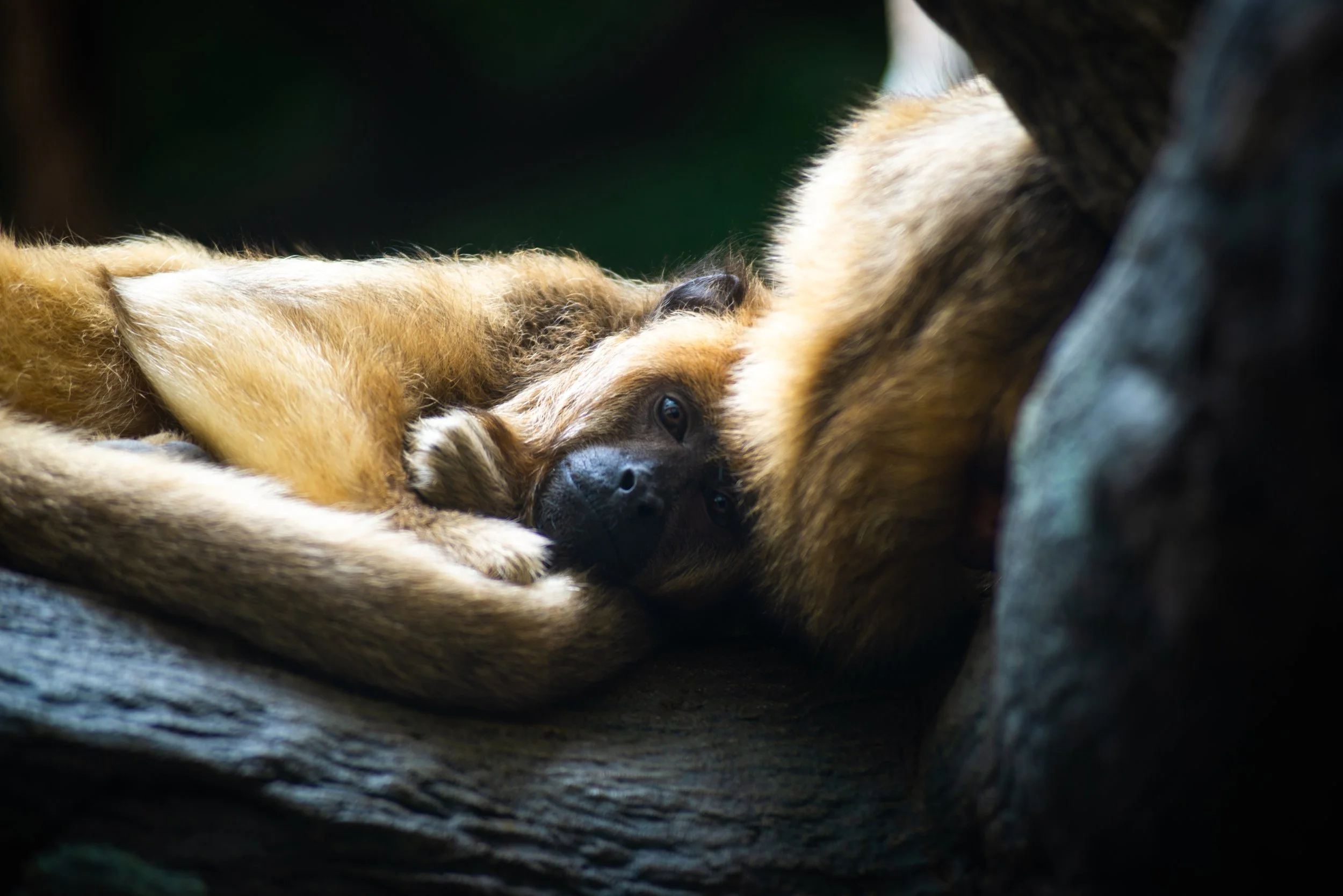 A dog lying on a rock, resting its head on its paws, with a relaxed and calm expression.