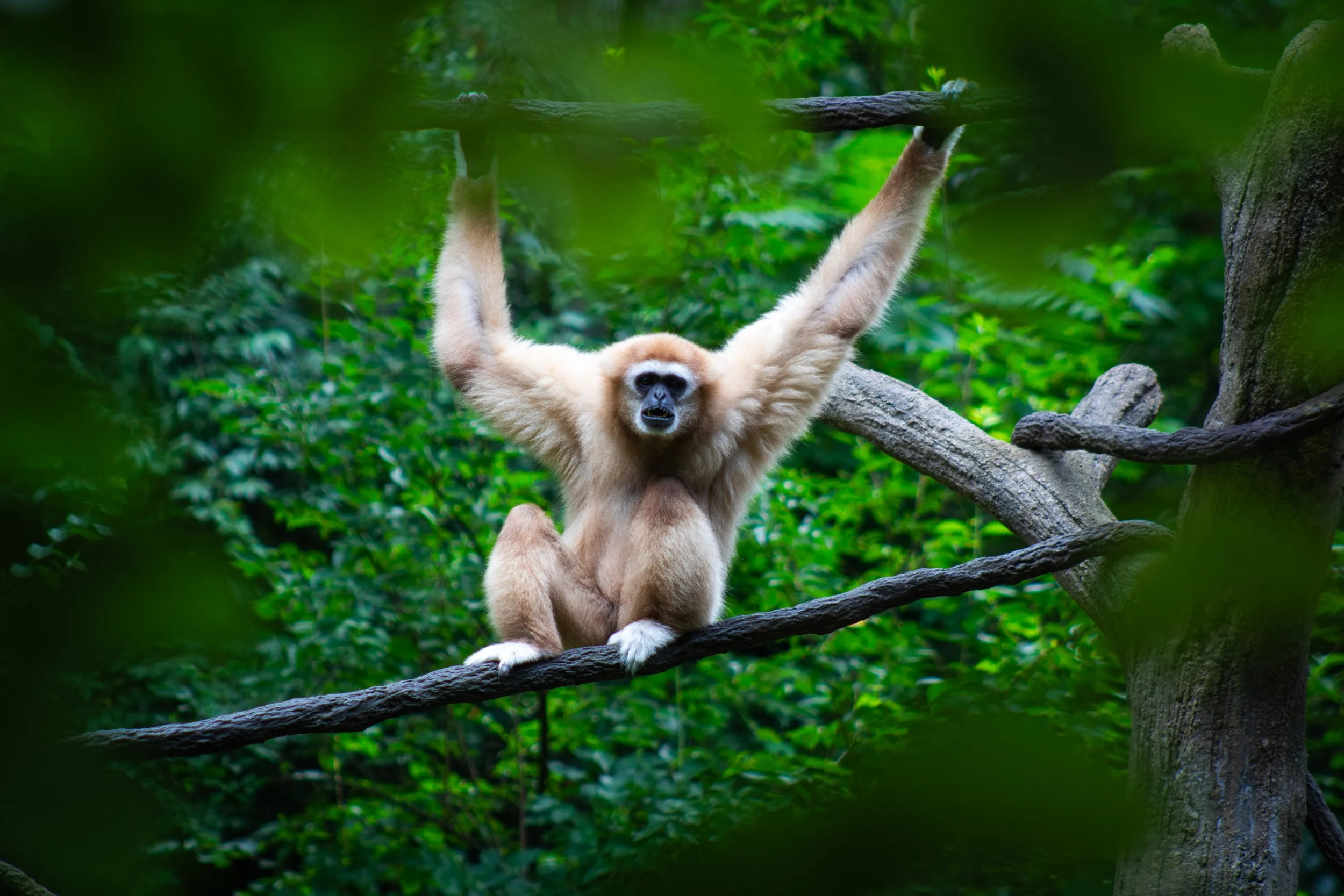 A sloth hanging upside down from a tree branch in a green forest.