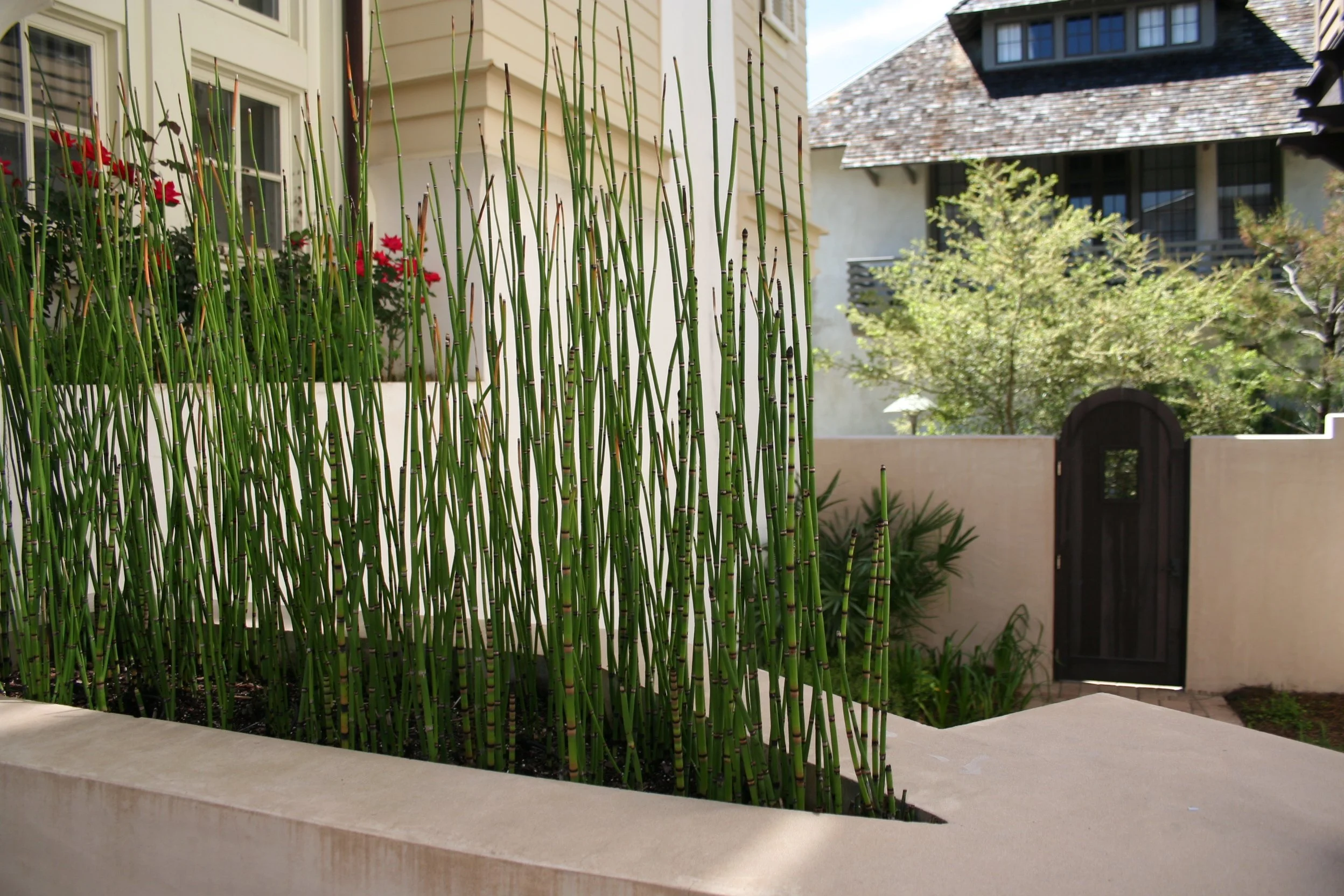 Green bamboo plants in a beige concrete planter in front of a house with a garden and a black wooden gate.