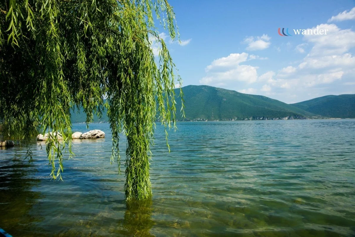 A serene lakeside view with clear water, a large leafy green tree overhanging the shoreline, and mountains in the background under a partly cloudy sky.