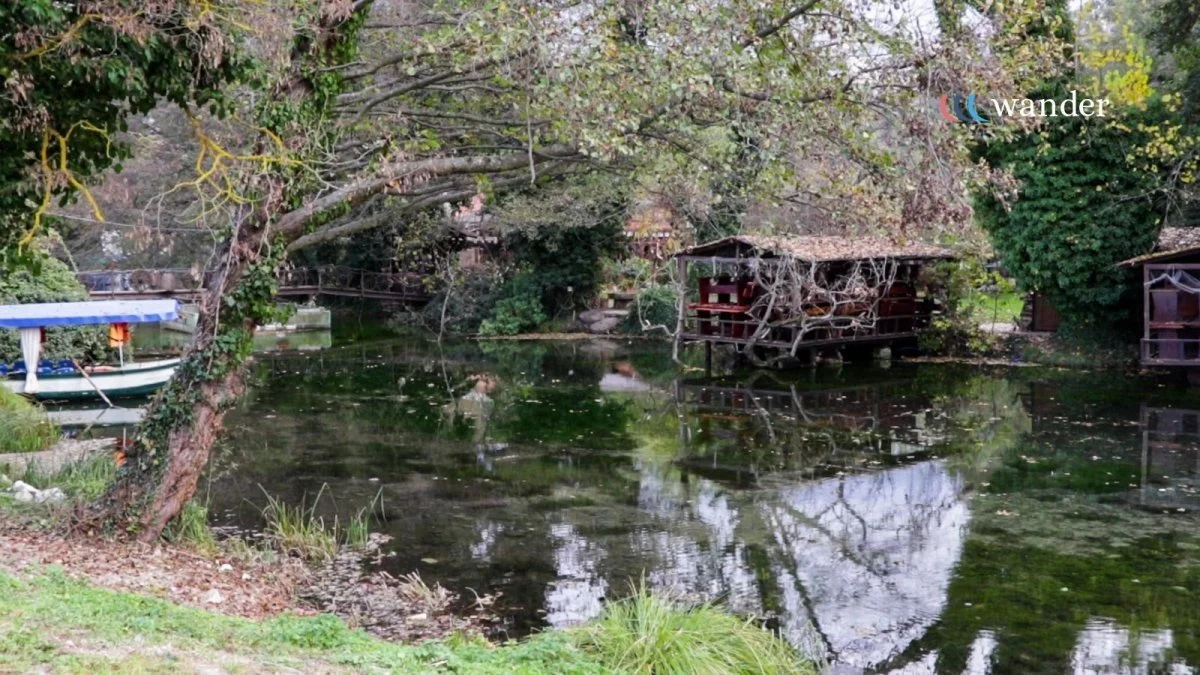 A pond with floating algae, surrounded by trees and plants. There are small wooden structures on the water and a boat on the left side. The scene is lush and peaceful with reflections of the trees on the water surface.