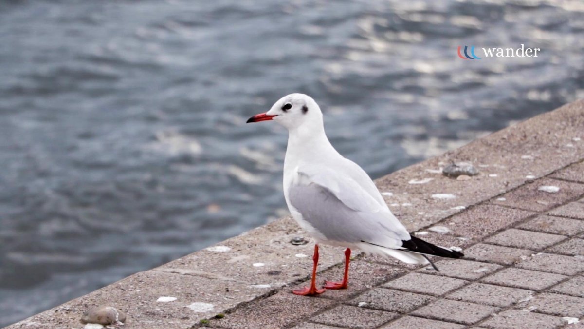 Seagull standing on a brick pathway by the water.