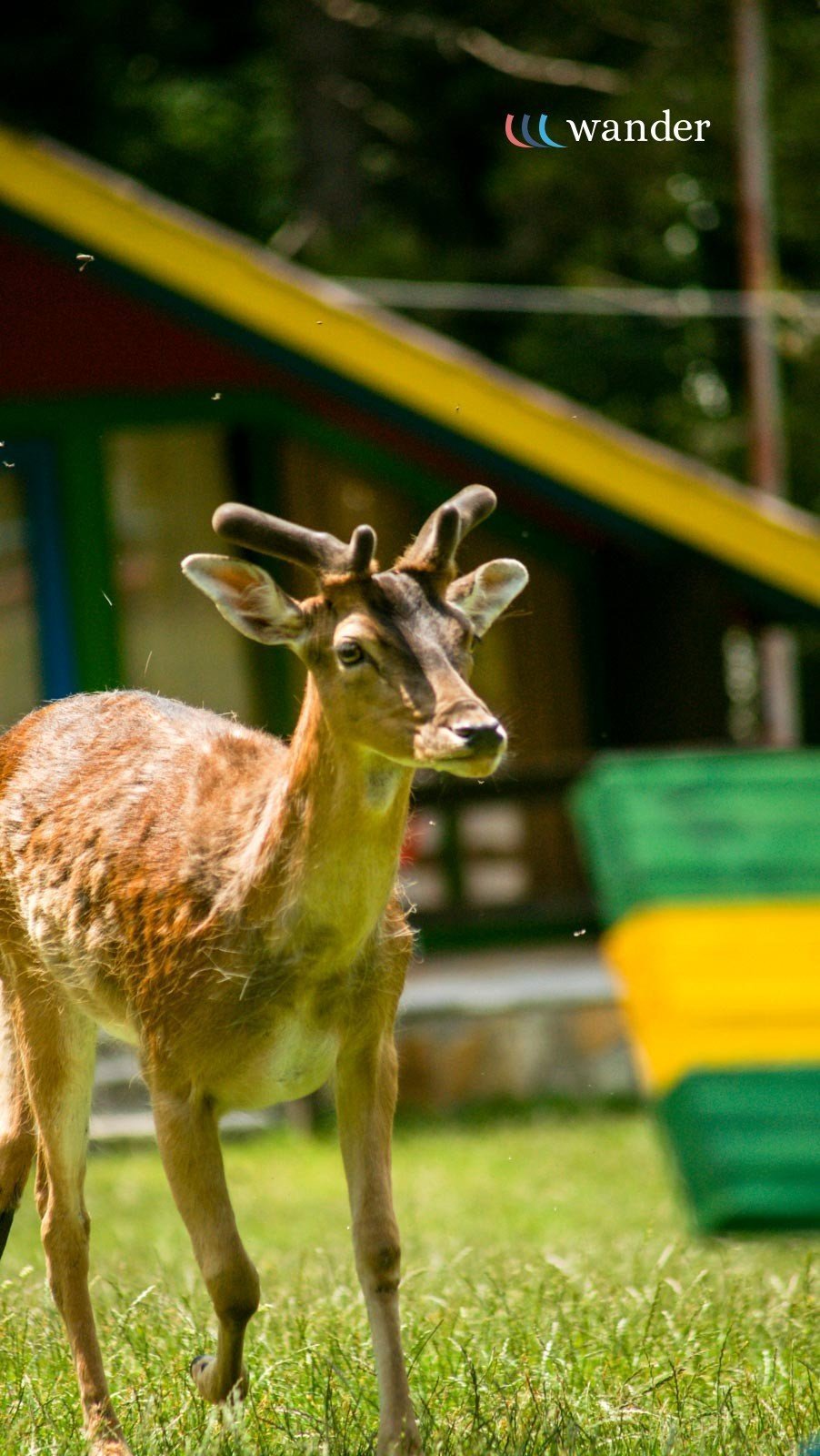 A reindeer standing on grass with a colorful structure and trees in the background.