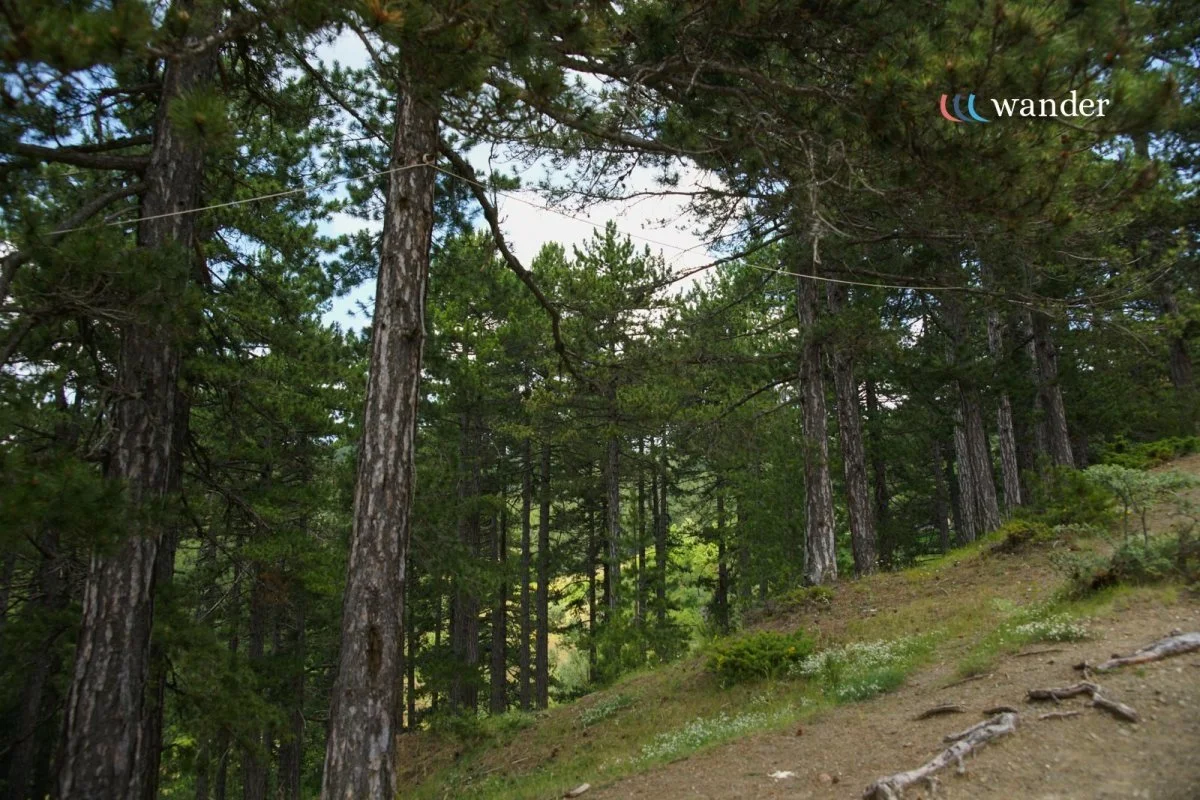 A forest scene with tall pine trees on a hillside, with some small white flowers and patches of grass on the ground, and a logo with the word "wander" in the top right corner.