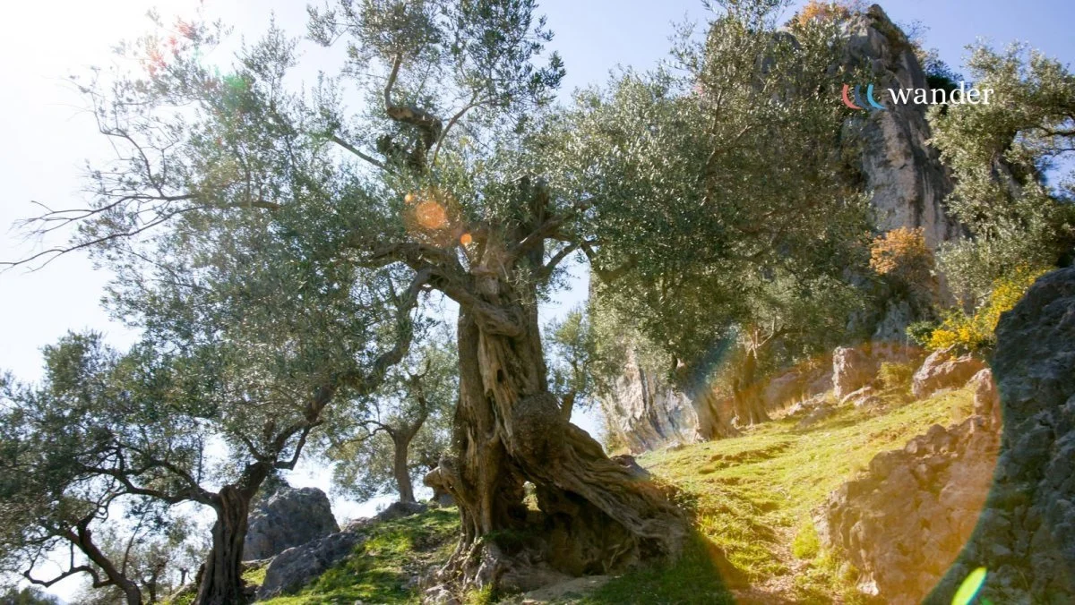 Sunlight filters through the branches of an ancient, twisted olive tree growing on a rocky hillside.