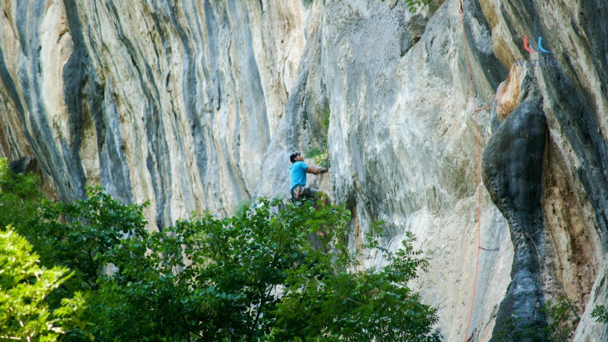A person in a blue shirt rock climbing on a vertical cliff face surrounded by green foliage.