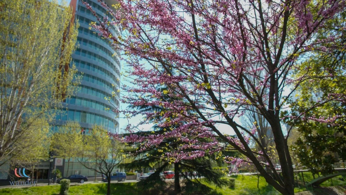 Pink flowering tree in spring in front of a modern building with glass windows and green trees.